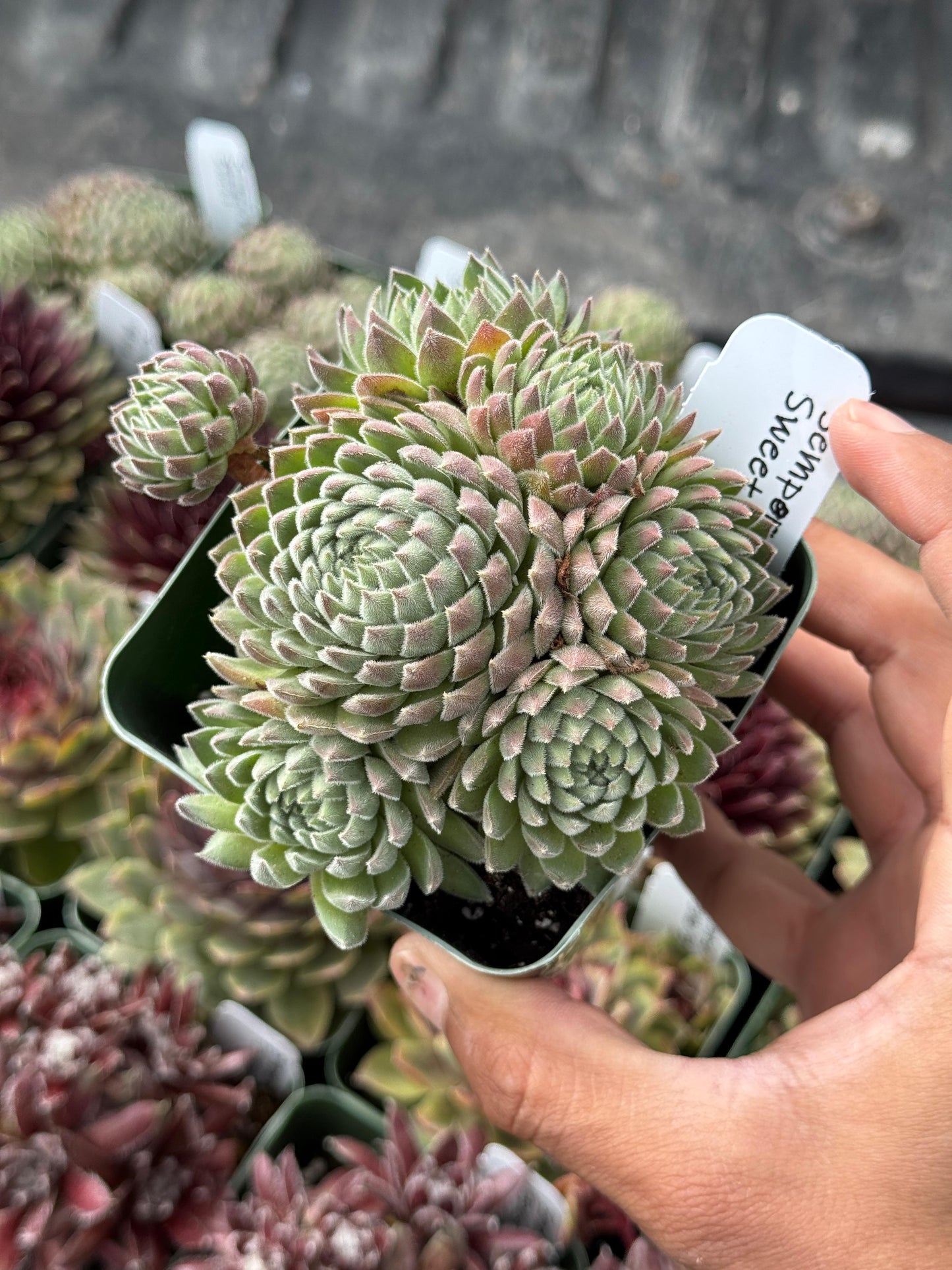 Charola de sempervivum mix