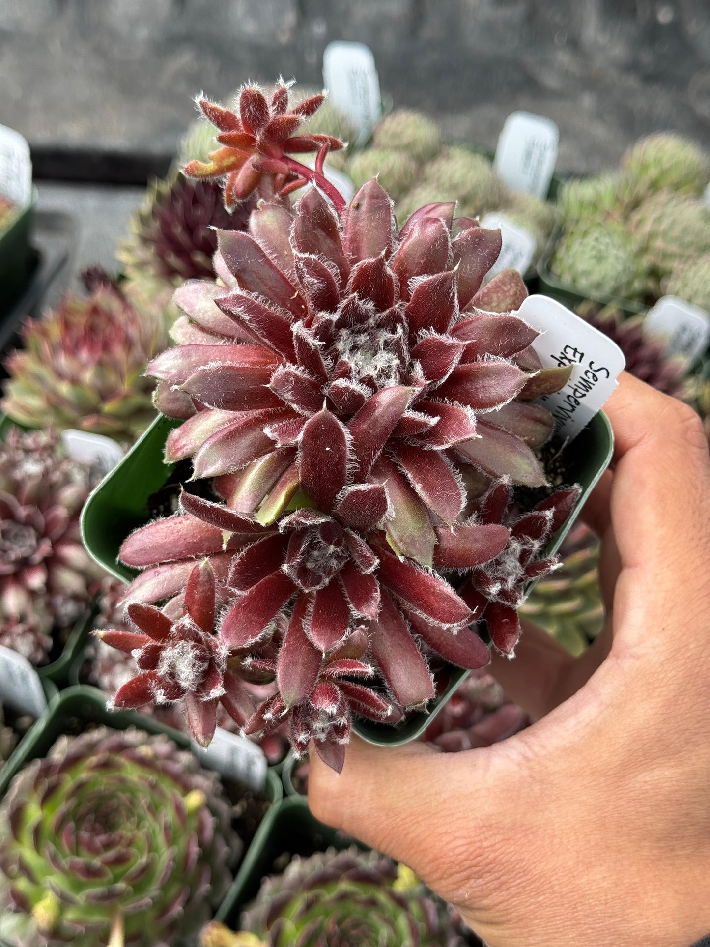 Charola de sempervivum mix