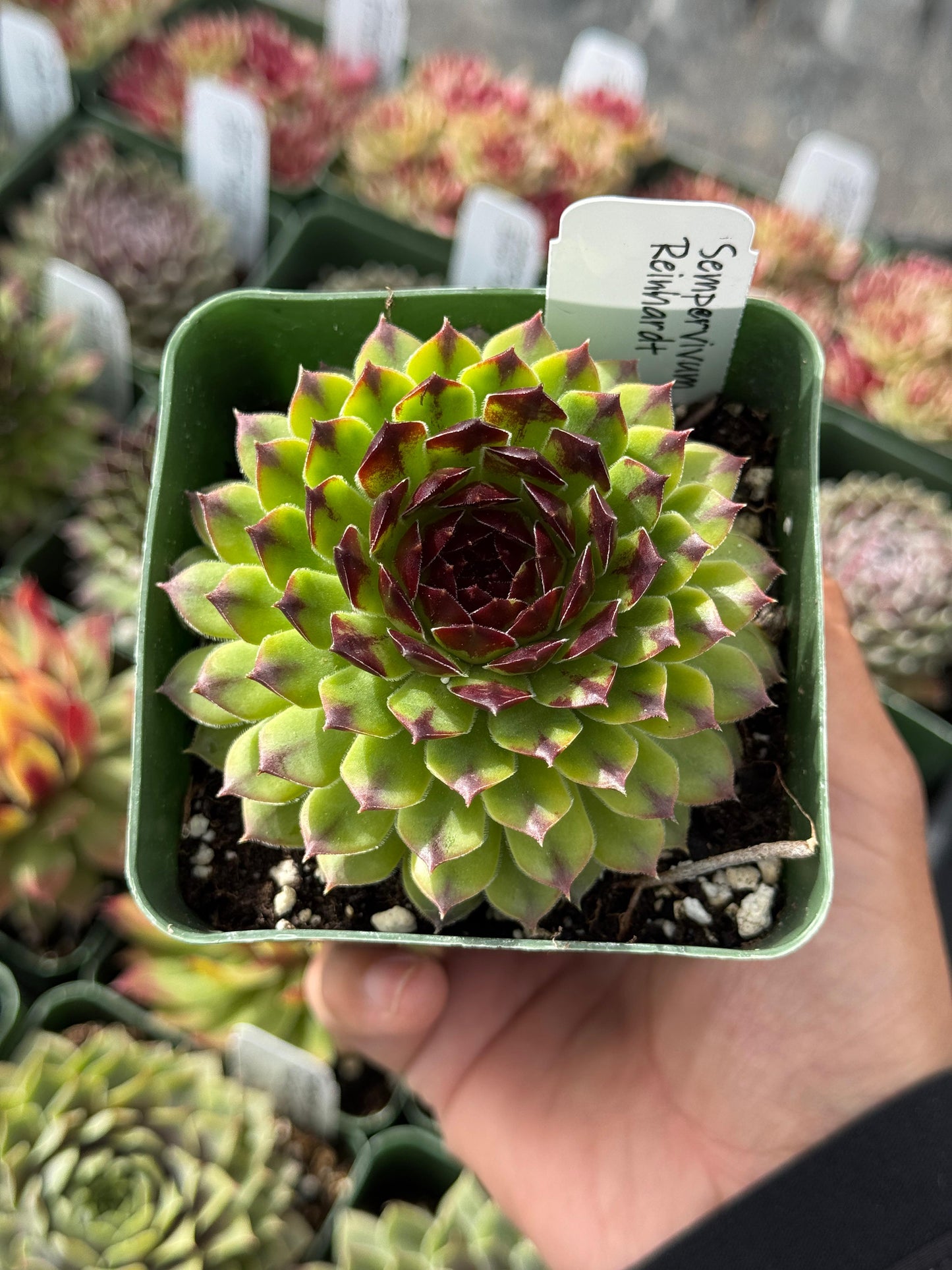 Charola de sempervivum mix