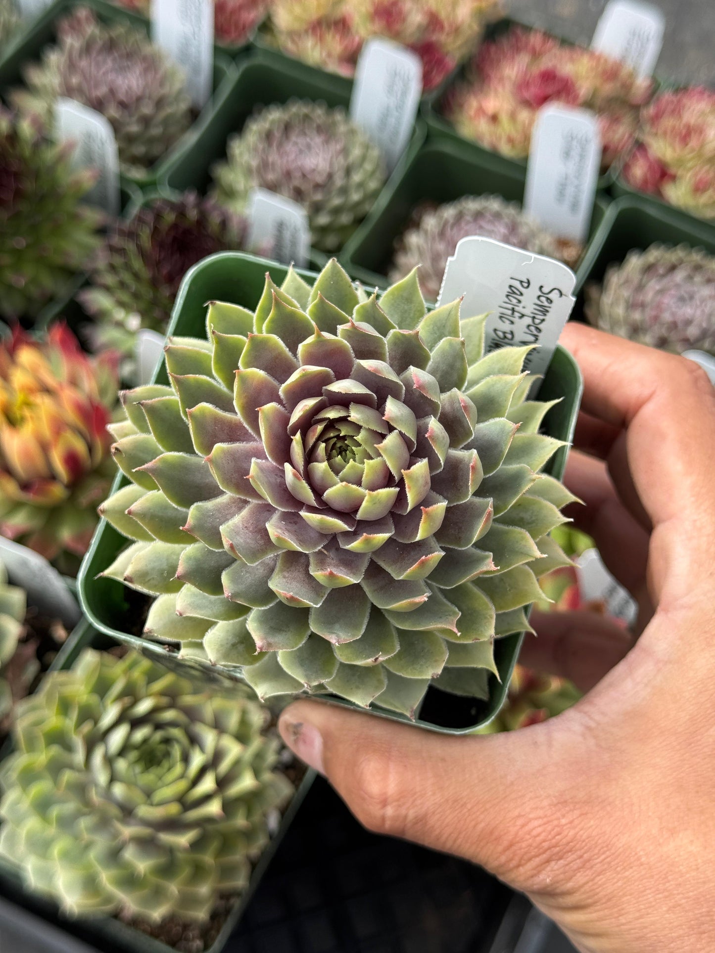 Charola de sempervivum mix