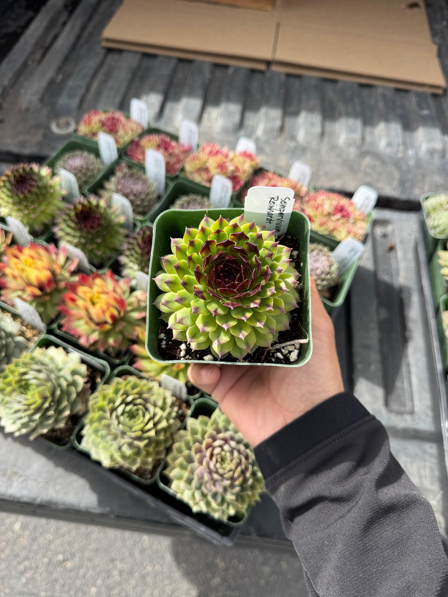 Charola de sempervivum mix