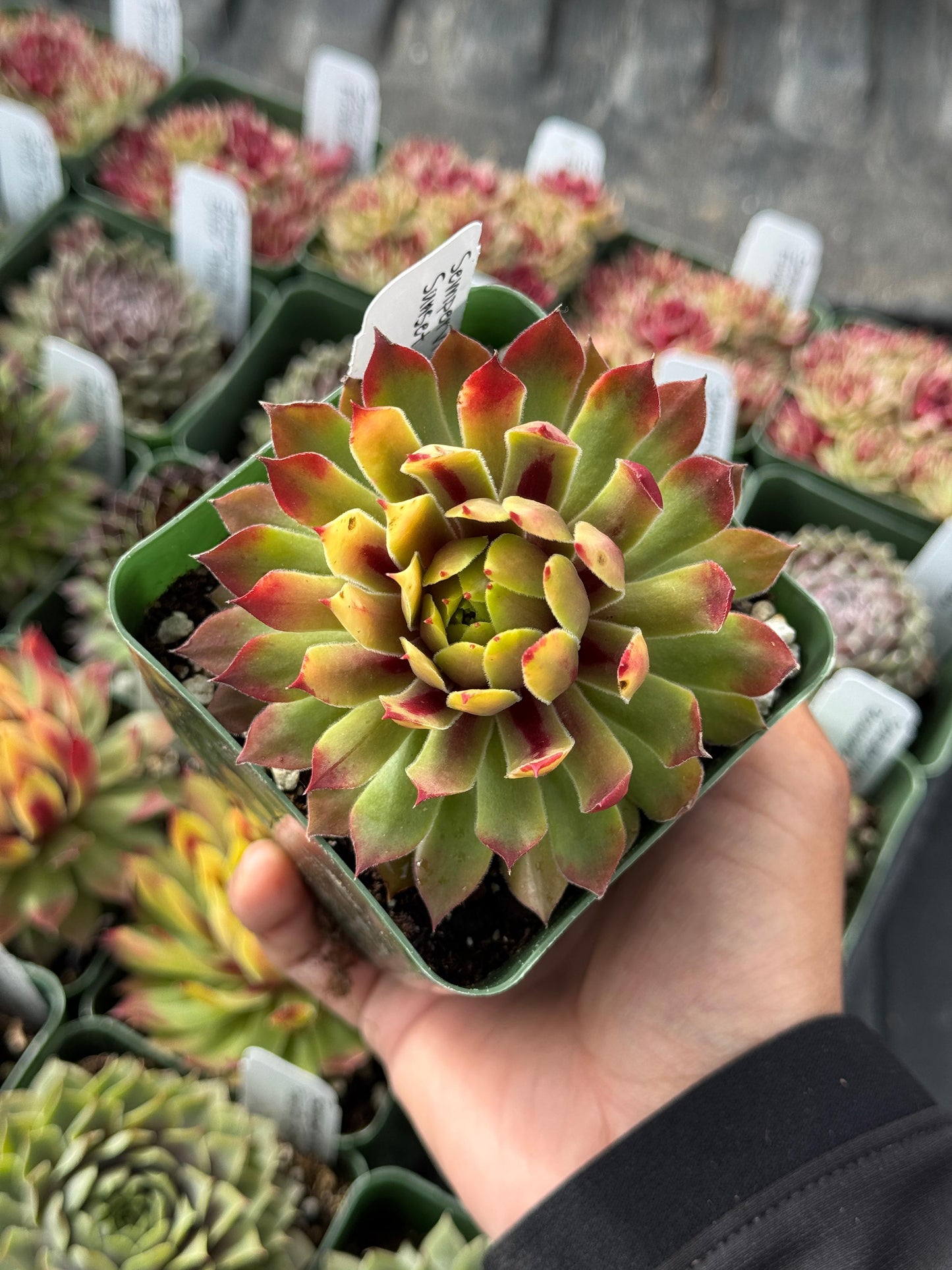 Charola de sempervivum mix