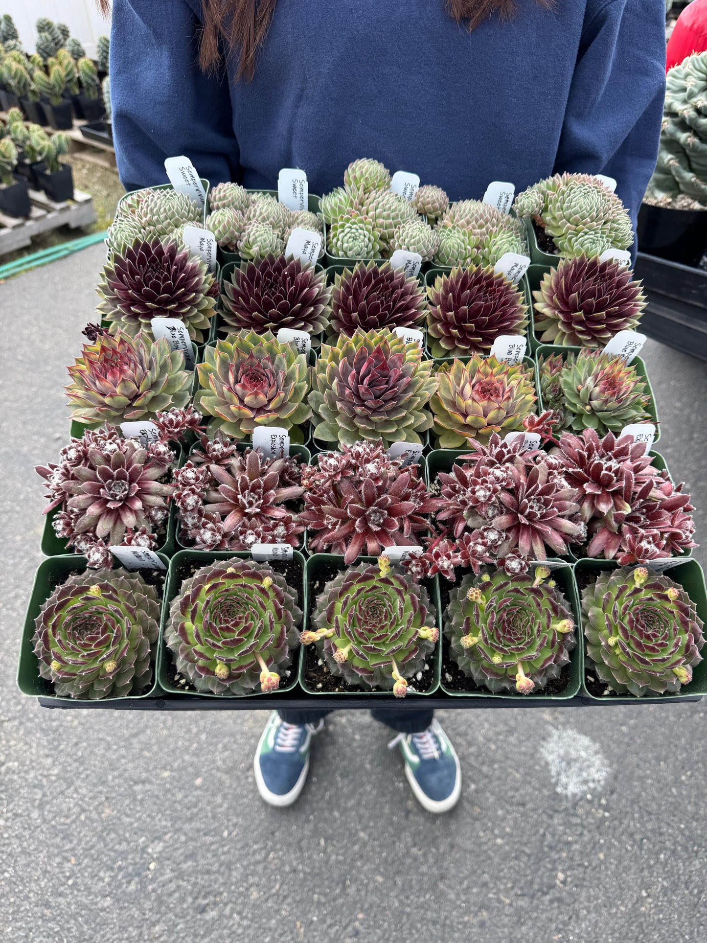 Charola de sempervivum mix