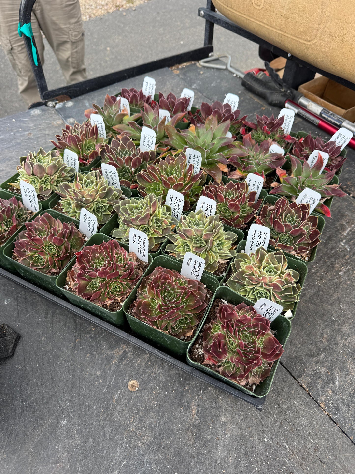 Charola de sempervivum mix