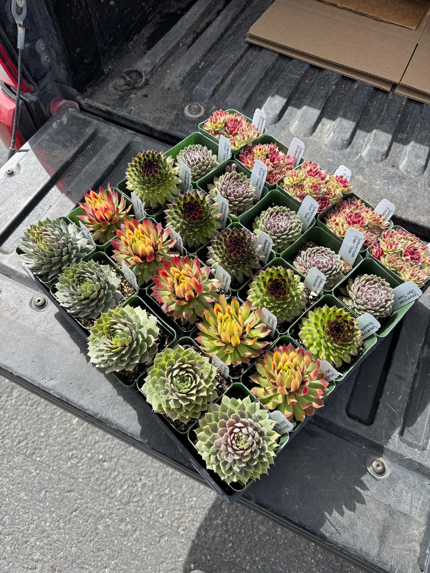Charola de sempervivum mix