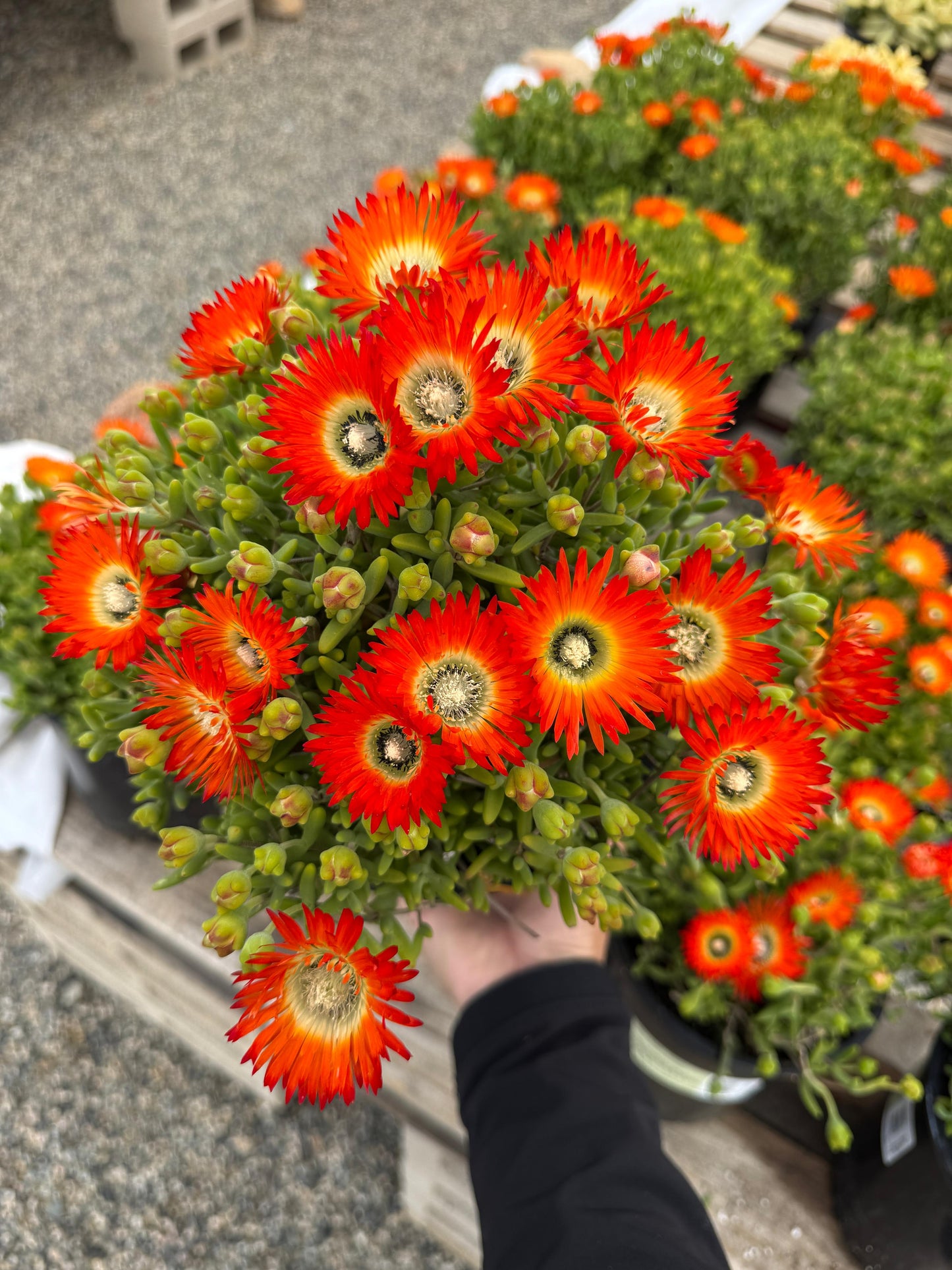 Drosanthemum embers