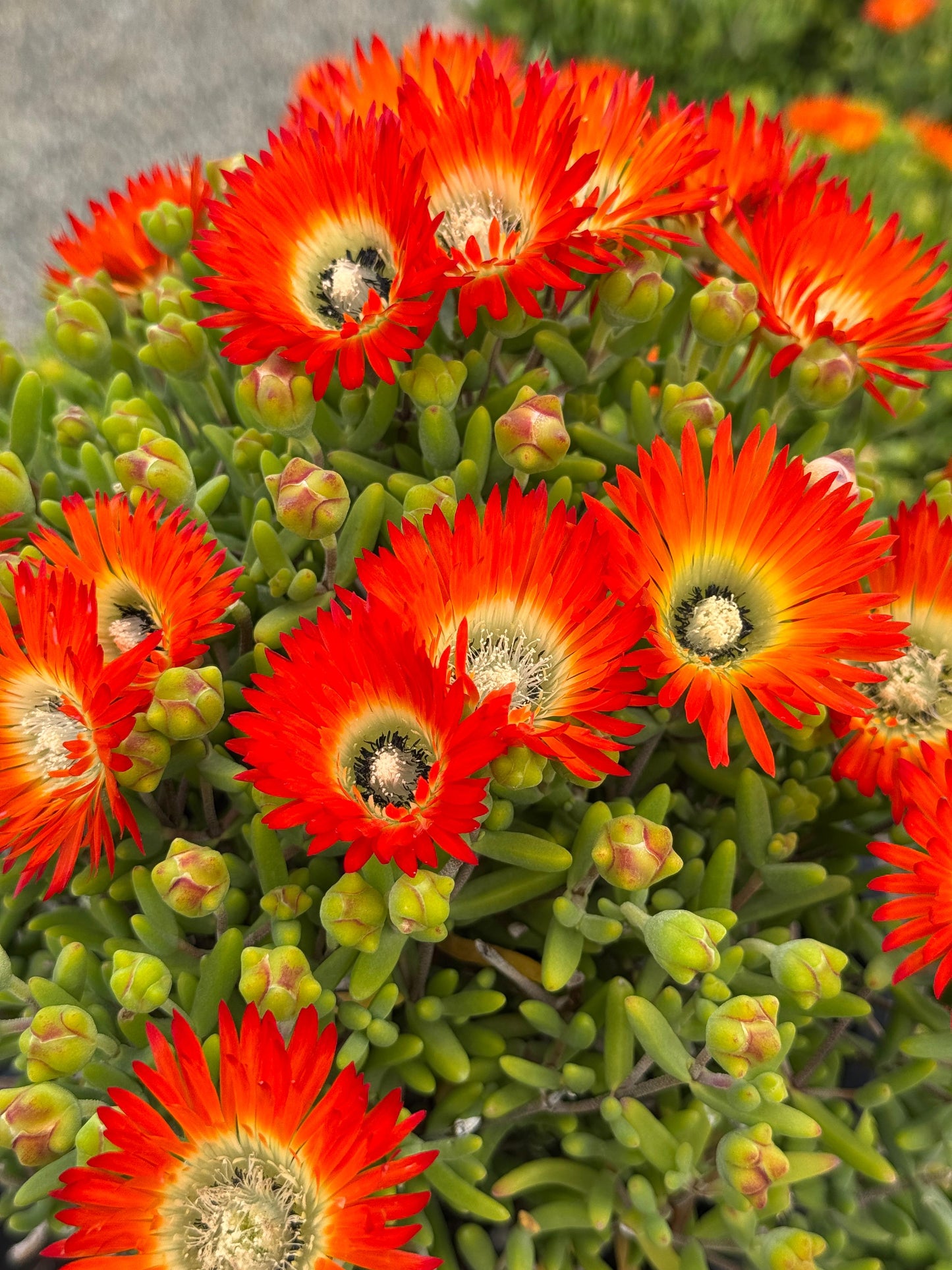 Drosanthemum embers