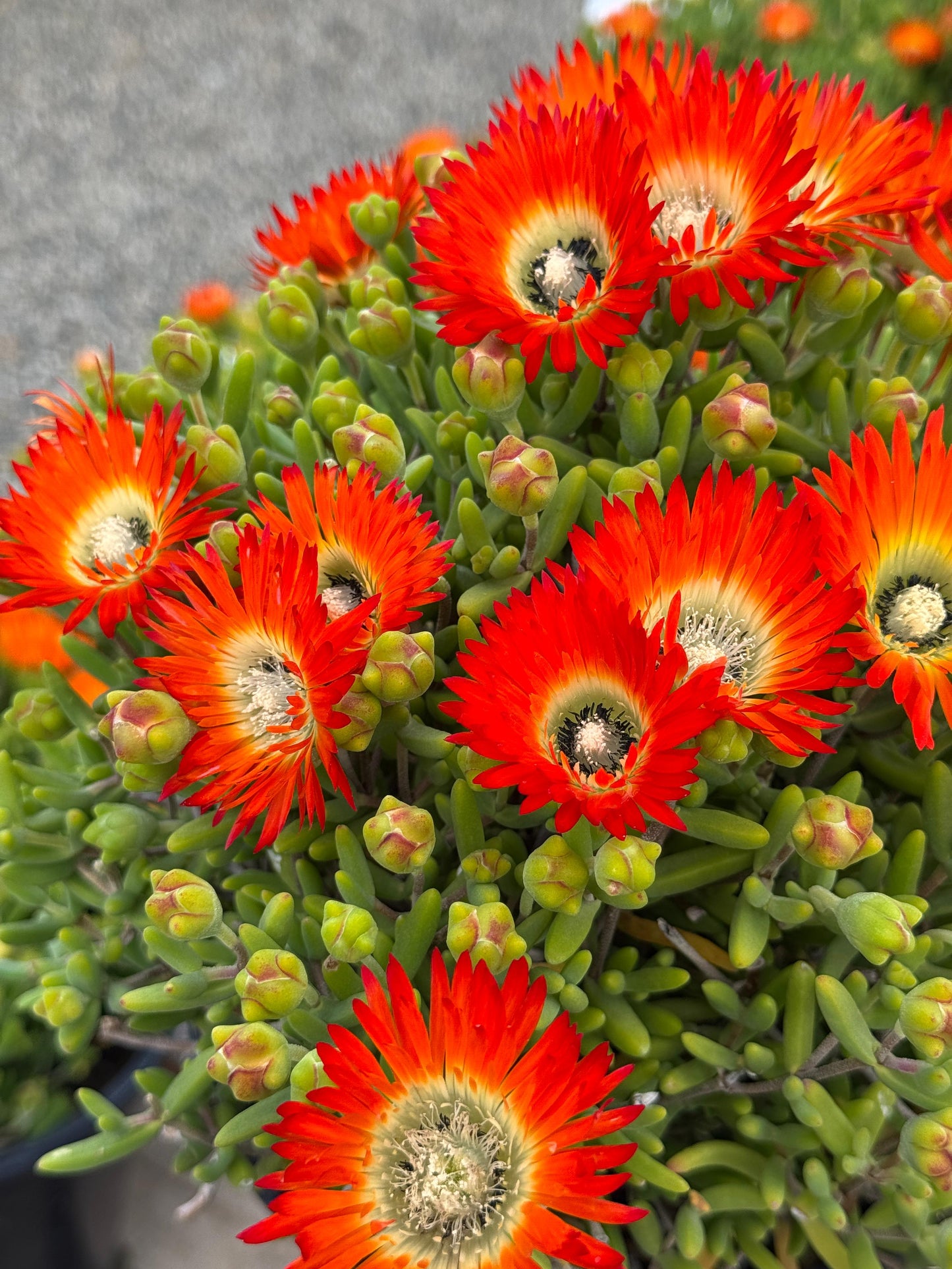 Drosanthemum embers