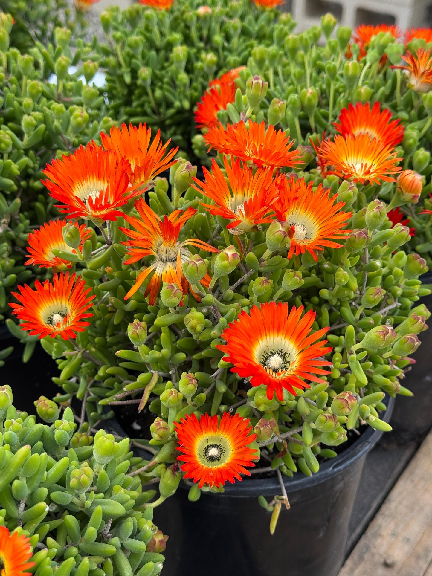 Drosanthemum embers