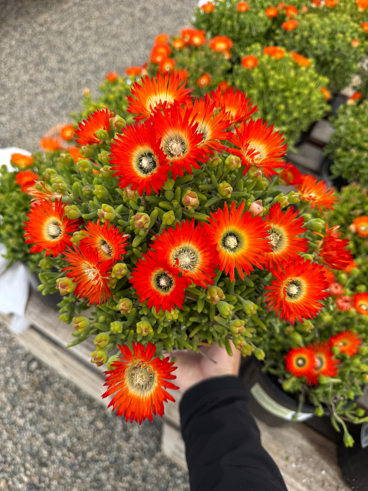 Drosanthemum embers