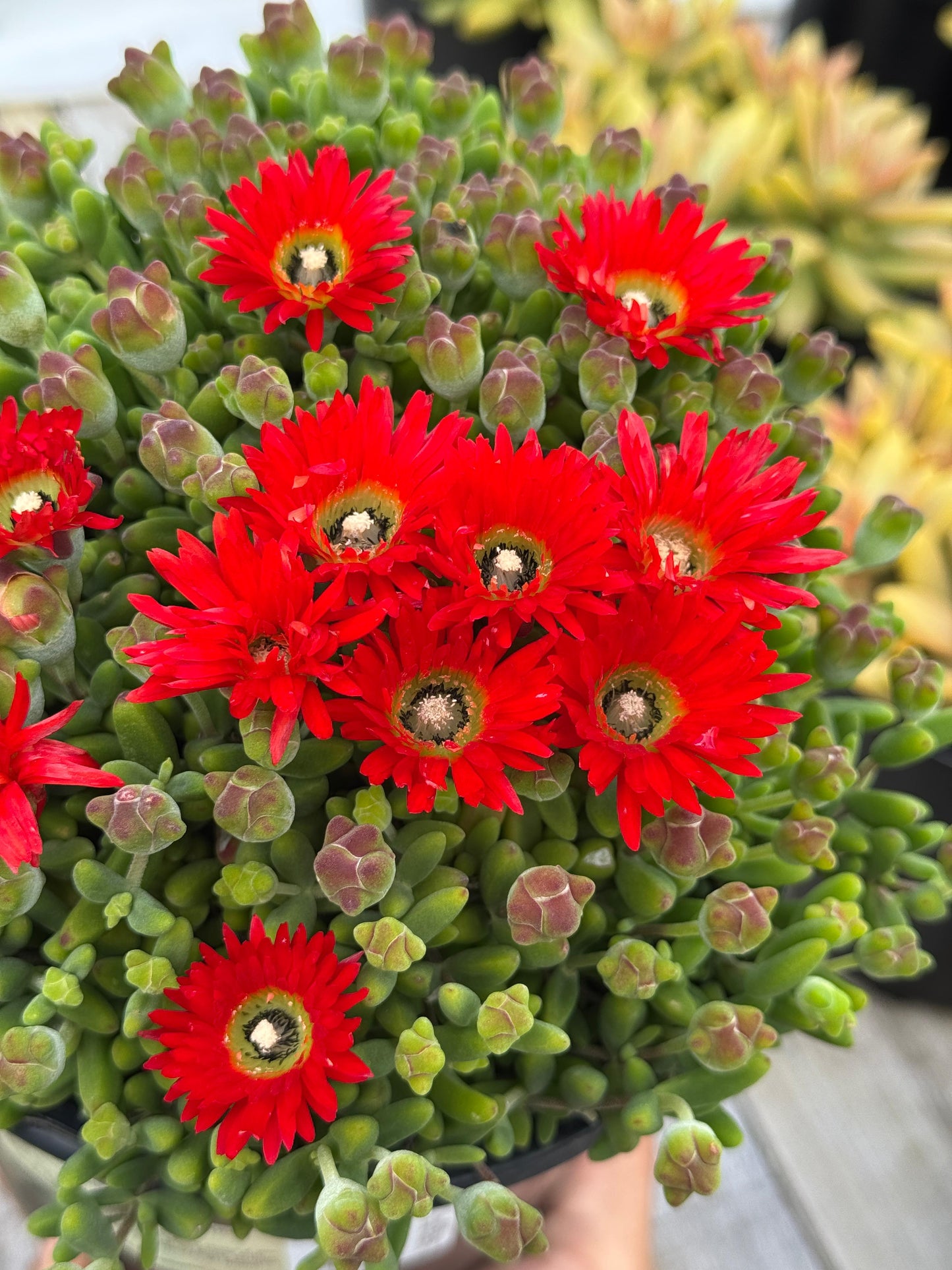 Drosanthemum bonfire