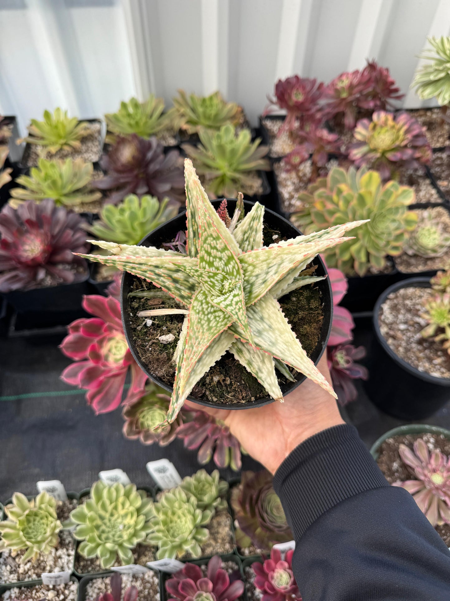 Aloe firecracker variegado