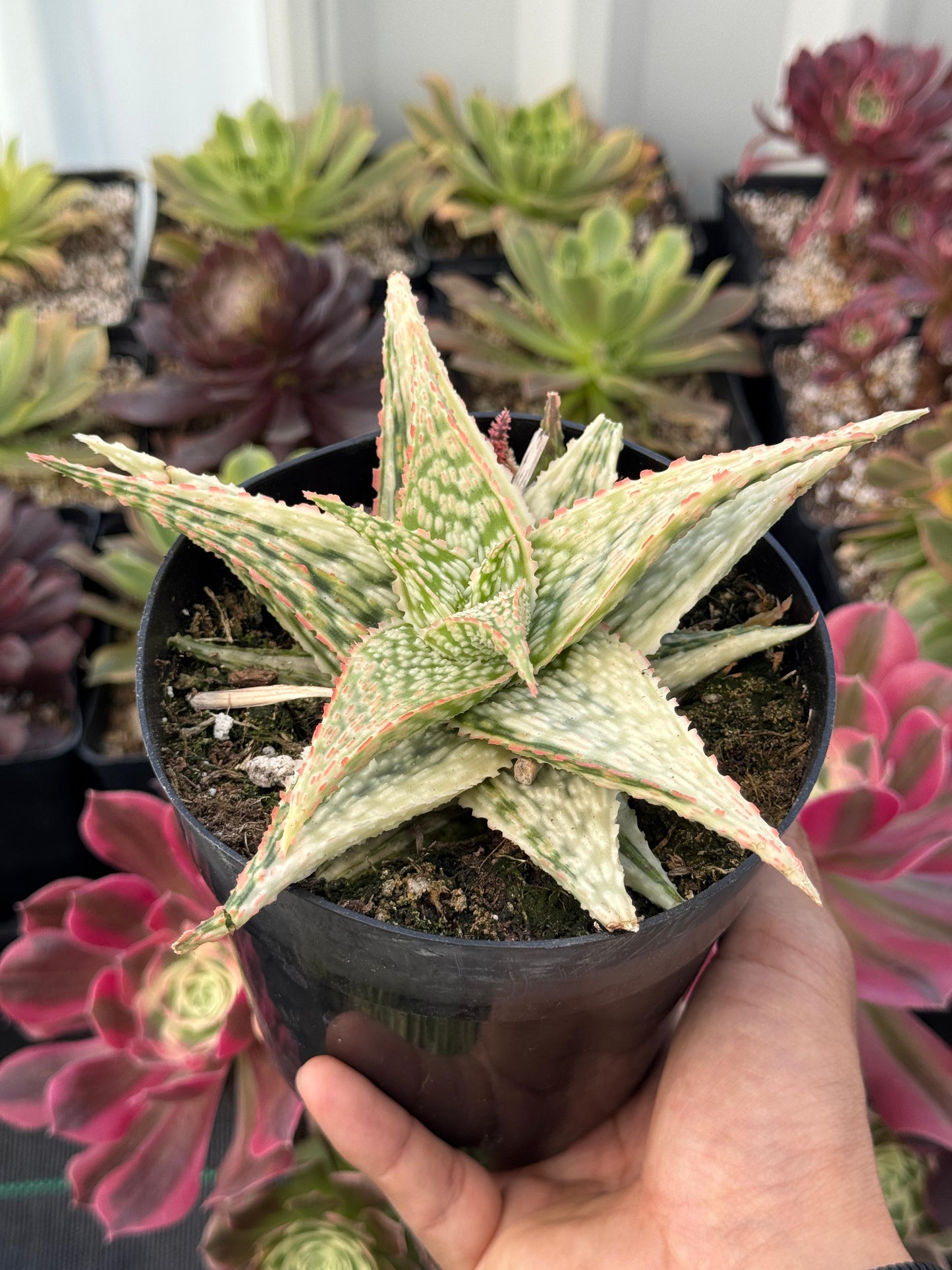 Aloe firecracker variegado