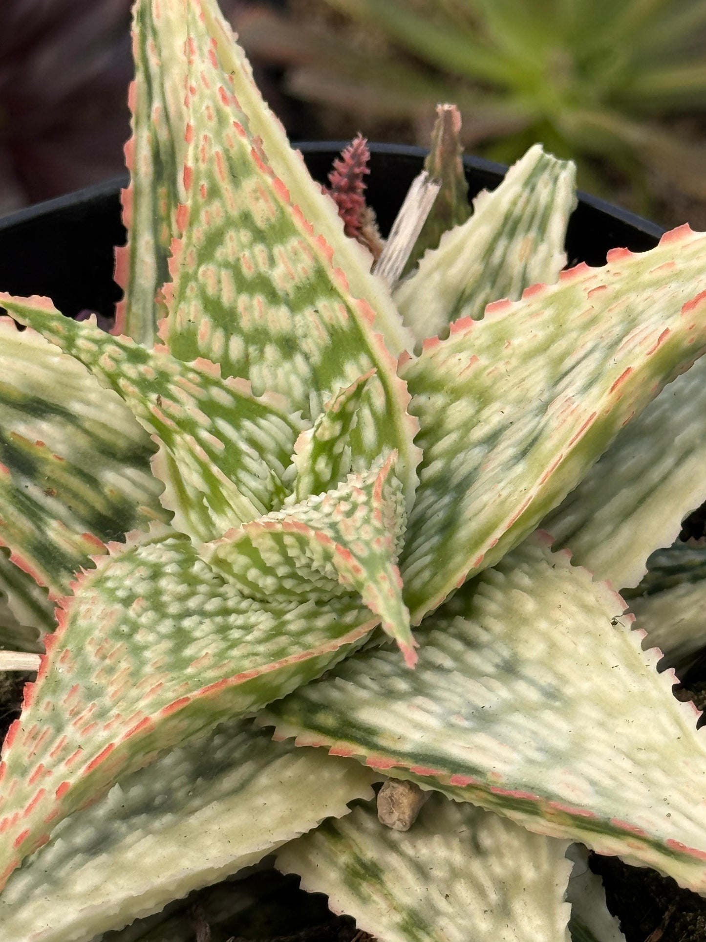 Aloe firecracker variegado