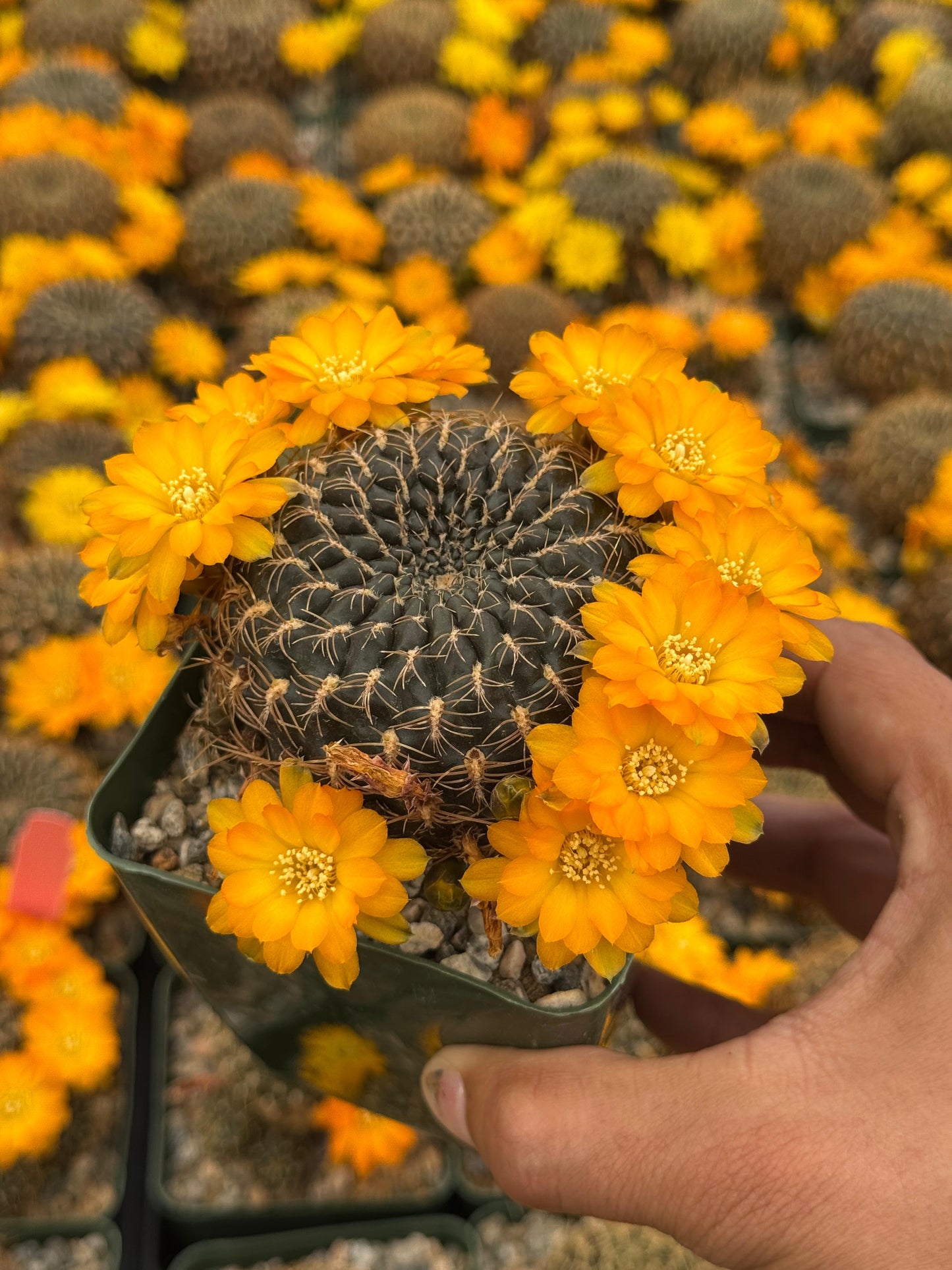 Sulcorebutia candiae
