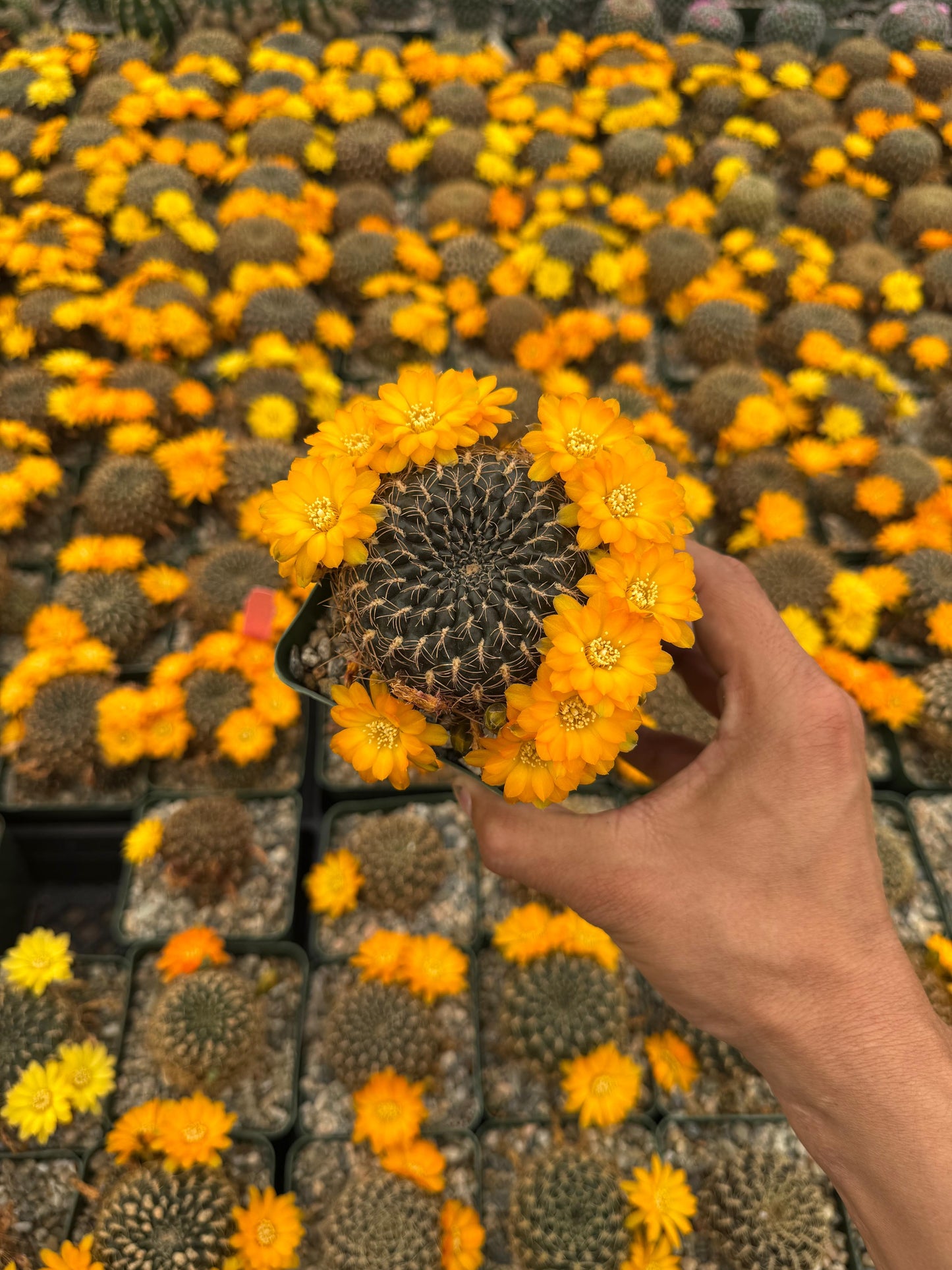 Sulcorebutia candiae