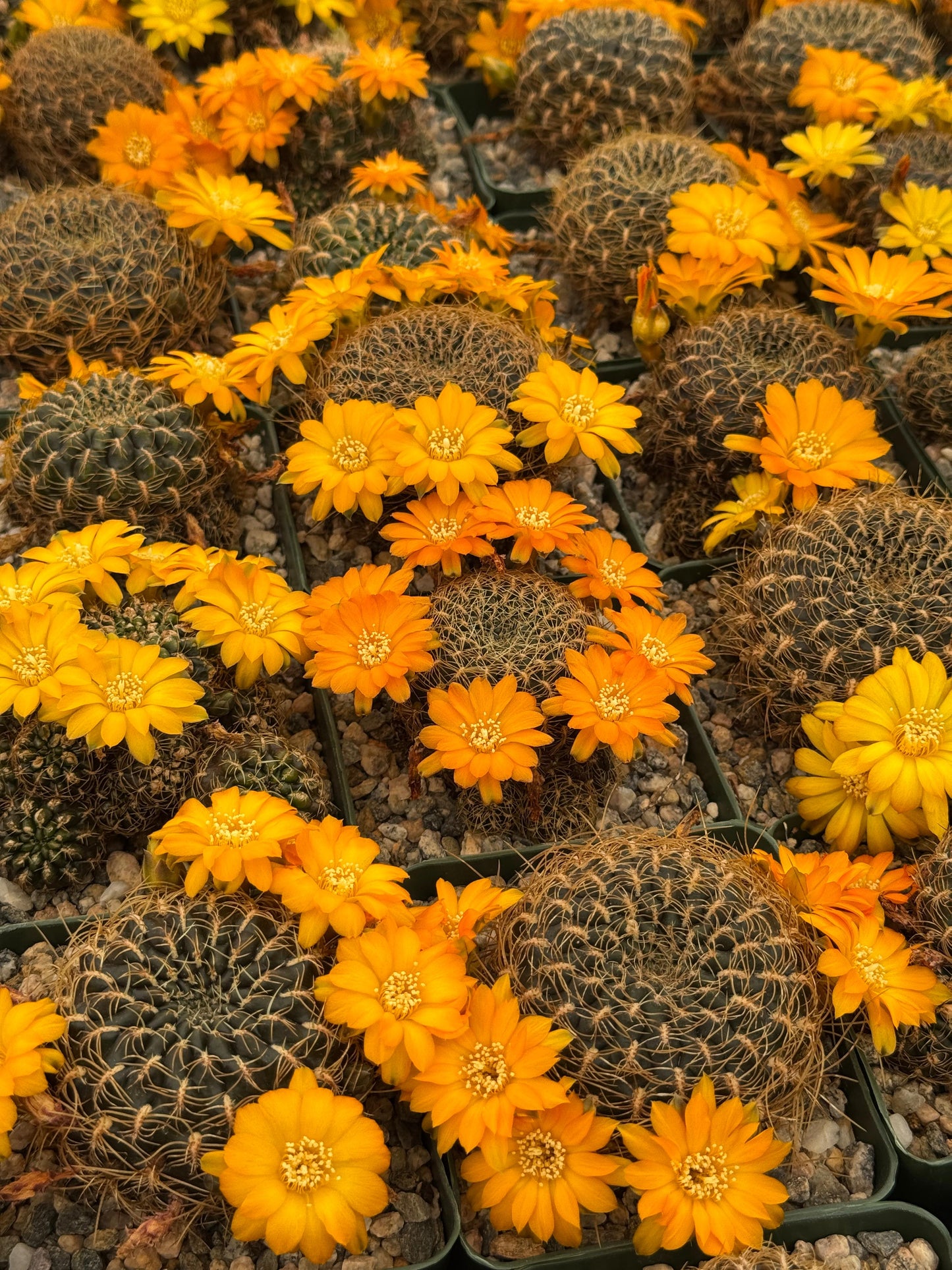 Sulcorebutia candiae