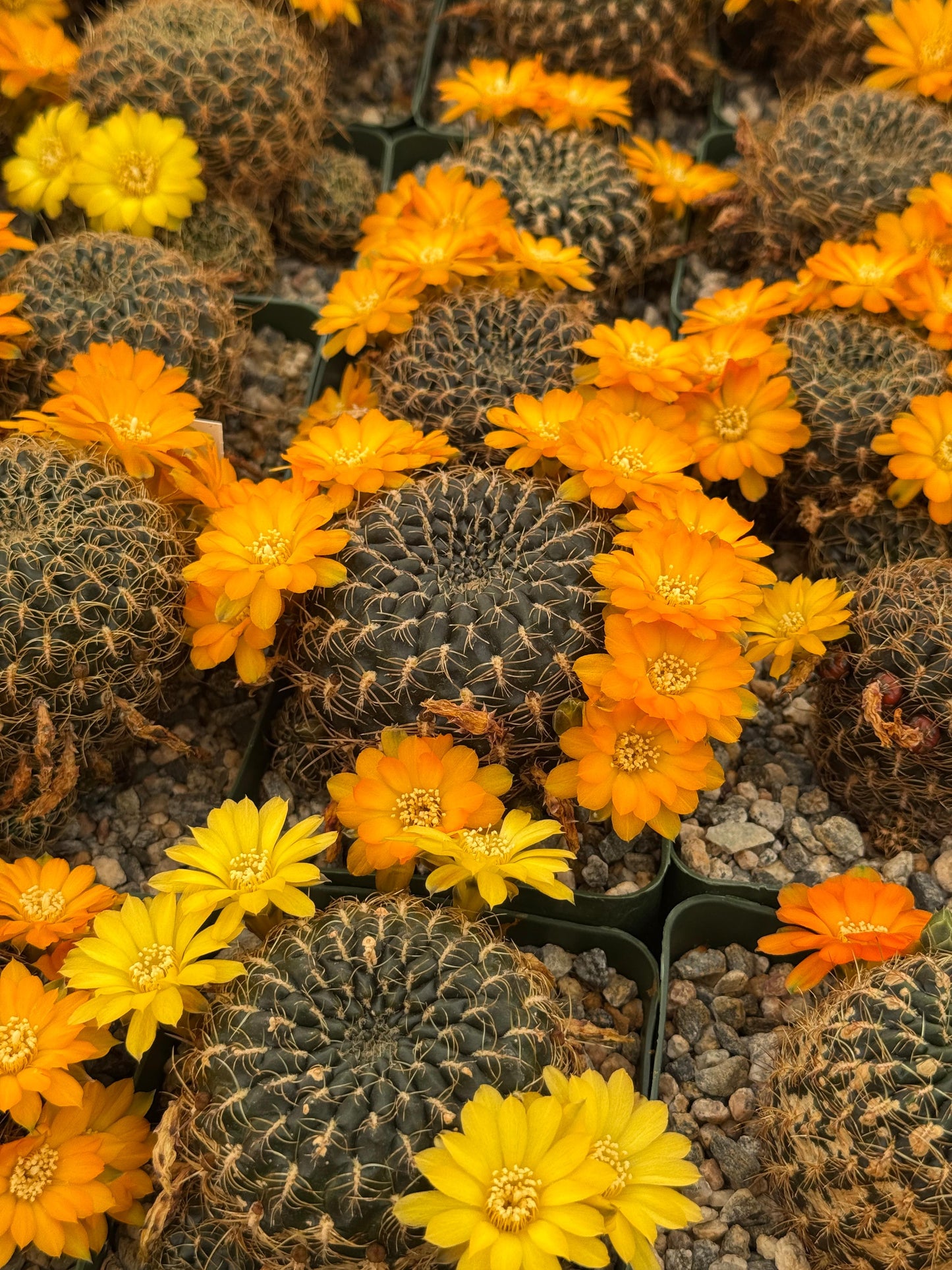 Sulcorebutia candiae