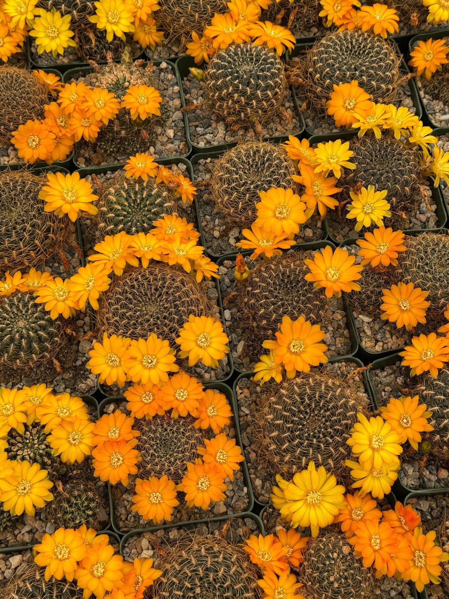 Sulcorebutia candiae