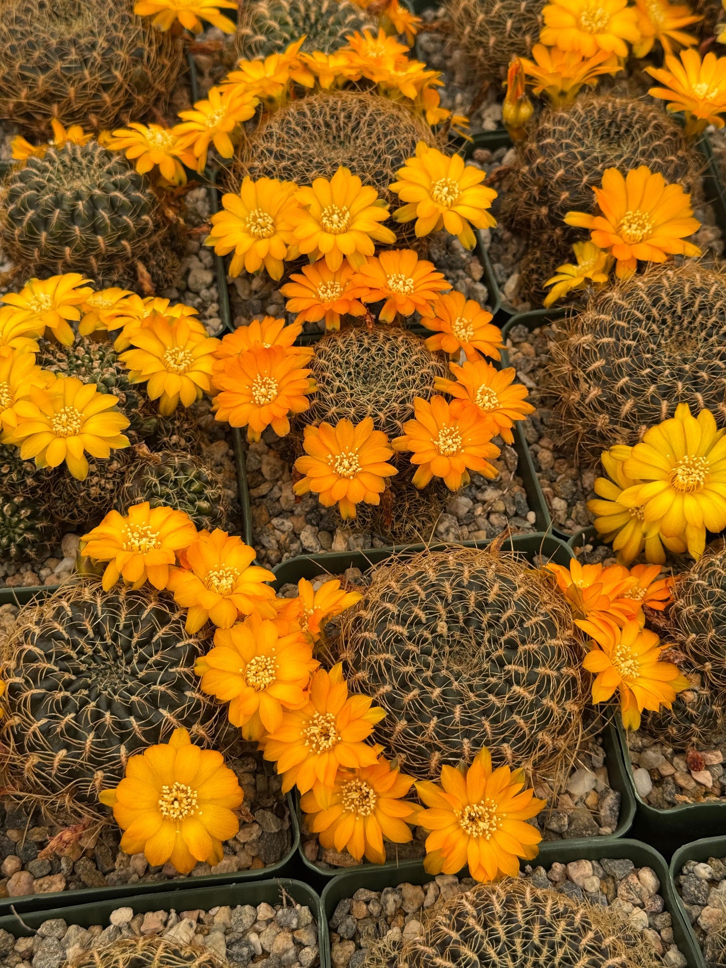 Sulcorebutia candiae