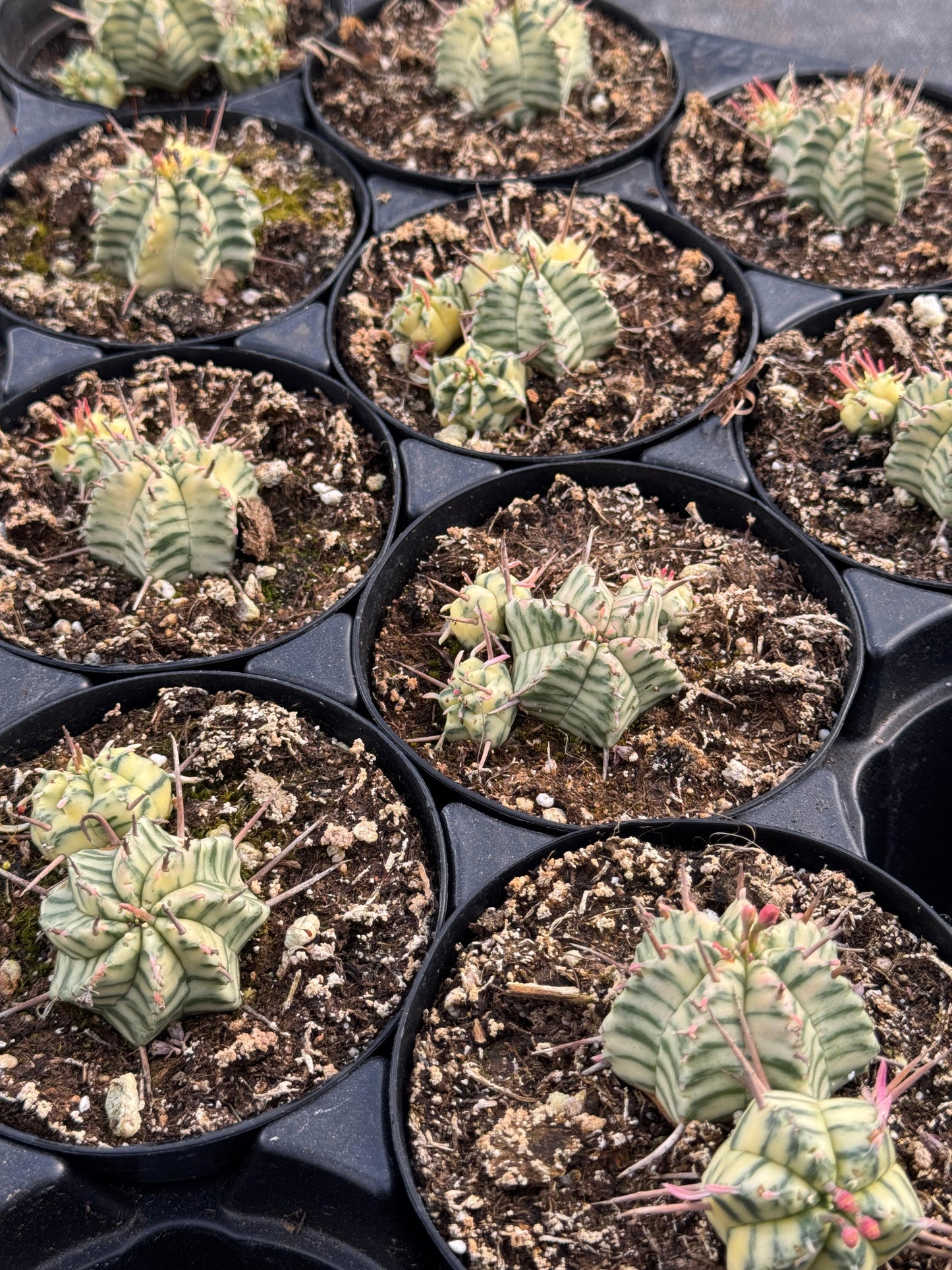 Euphorbia meloformis variegada cluster