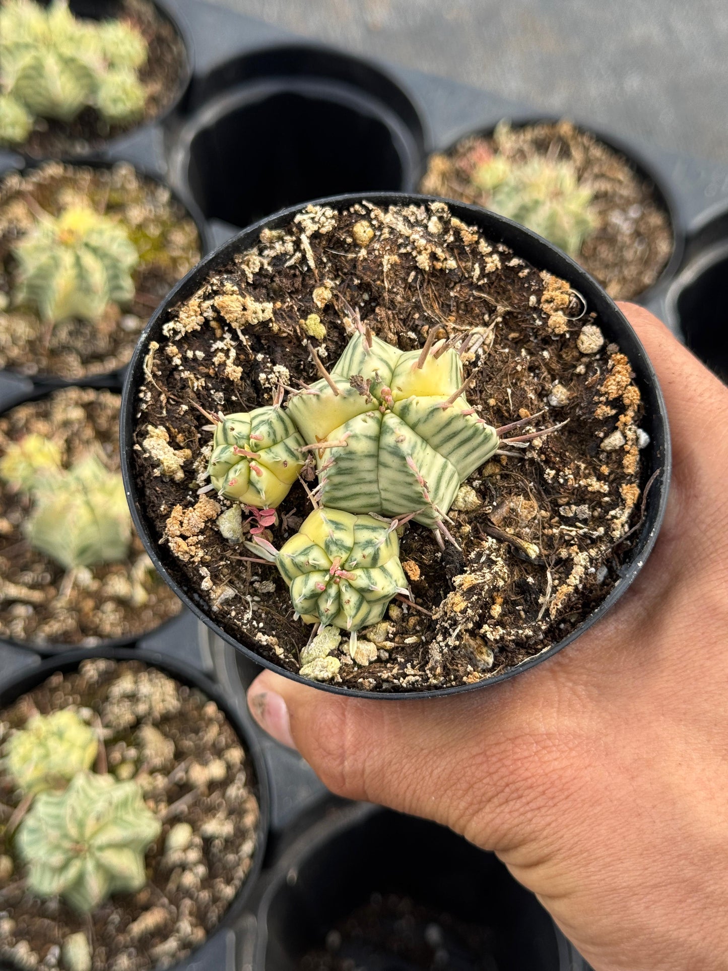 Euphorbia meloformis variegada cluster