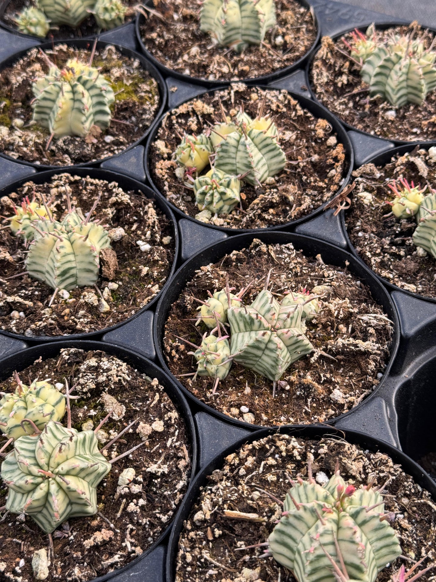 Euphorbia meloformis variegada cluster