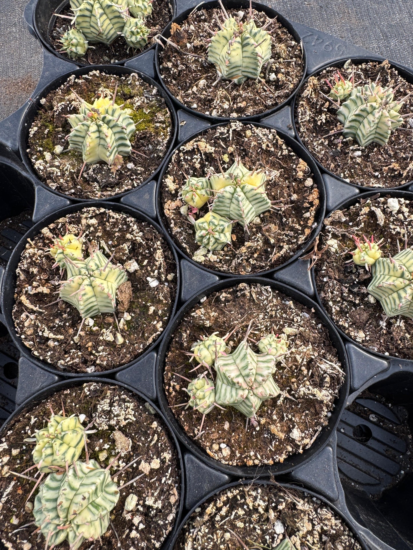 Euphorbia meloformis variegada cluster