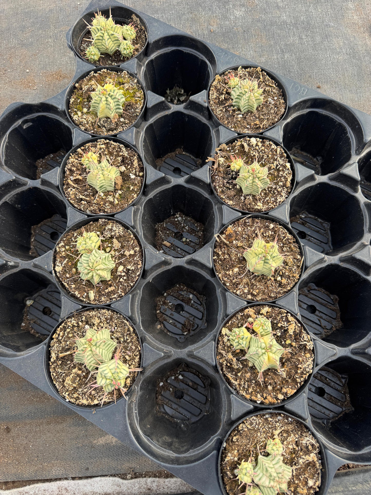 Euphorbia meloformis variegada cluster