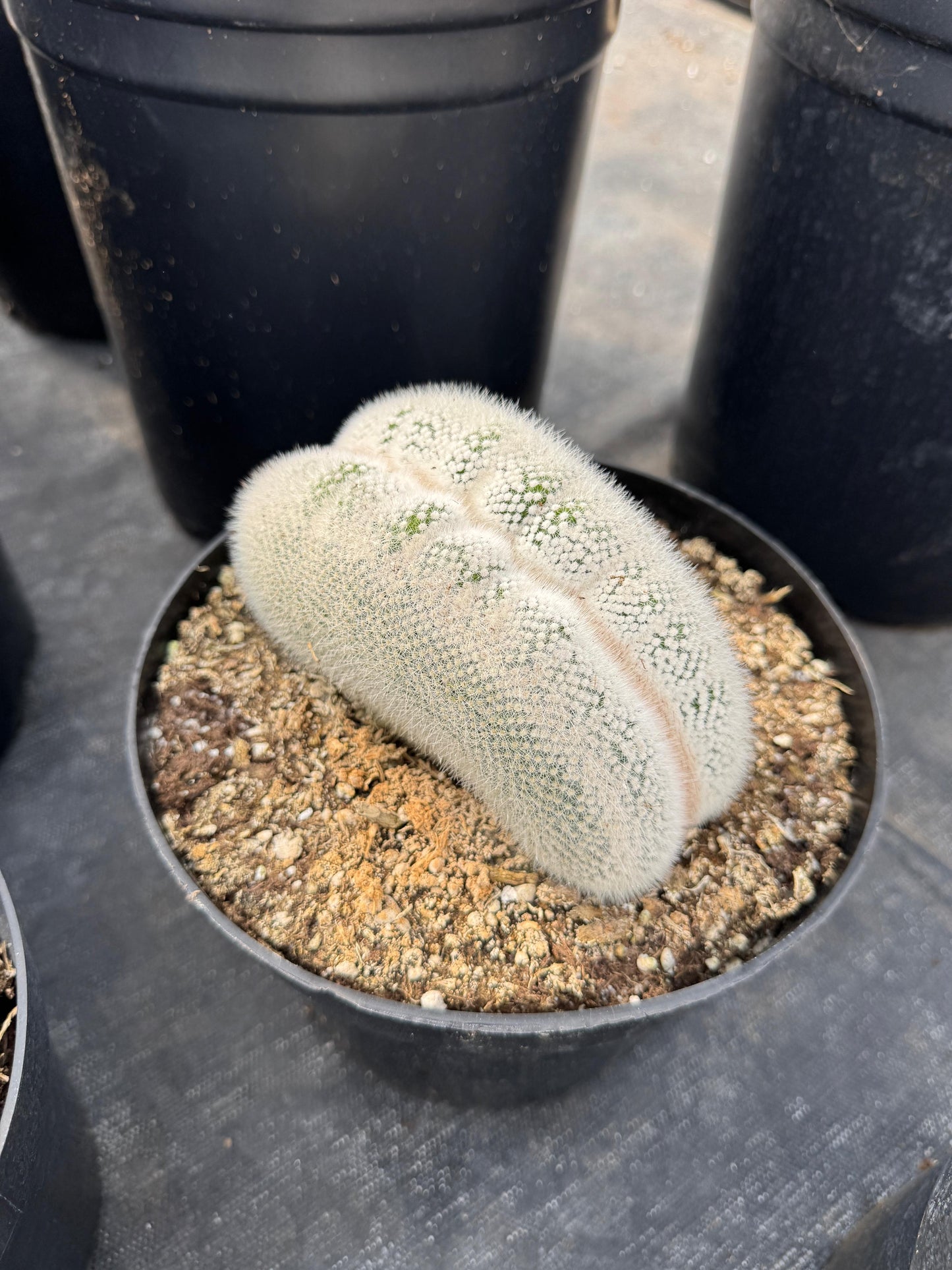 Mammillaria geminispina 8”