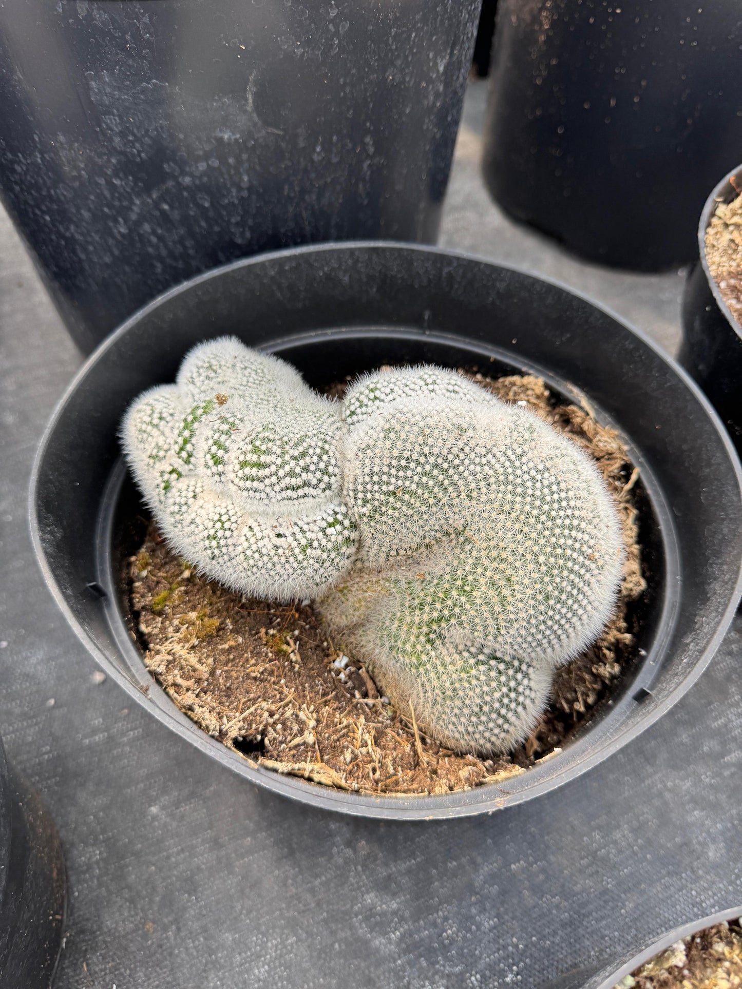 Mammillaria geminispina 8”