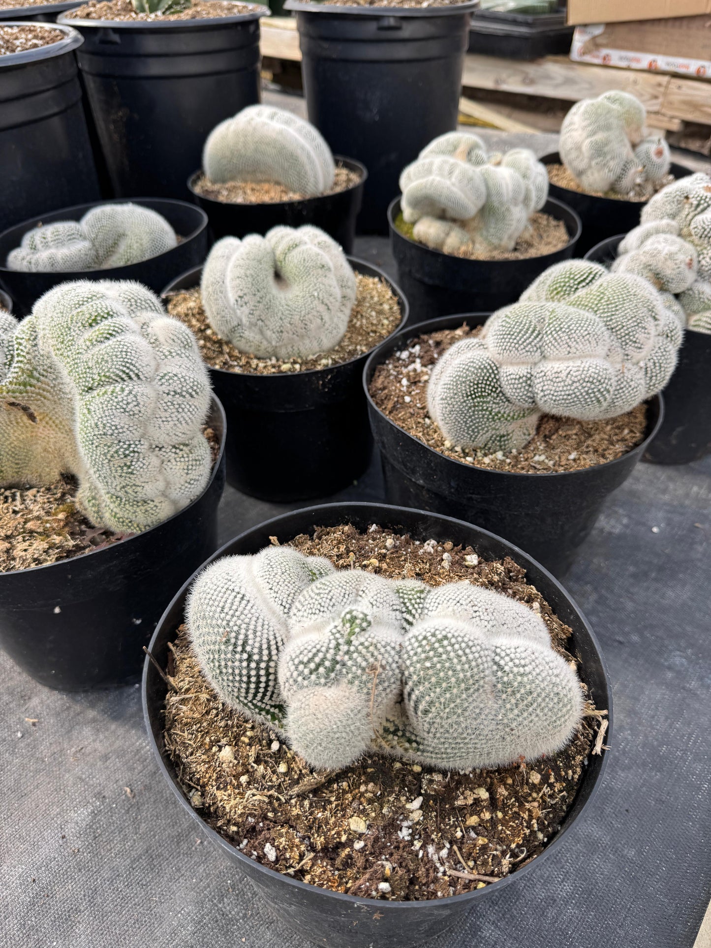 Mammillaria geminispina 8”
