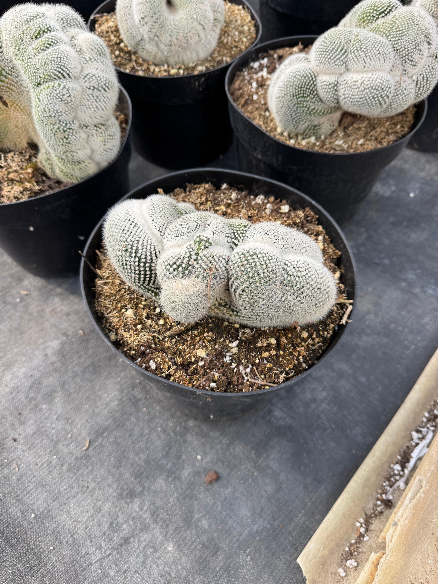 Mammillaria geminispina 8”