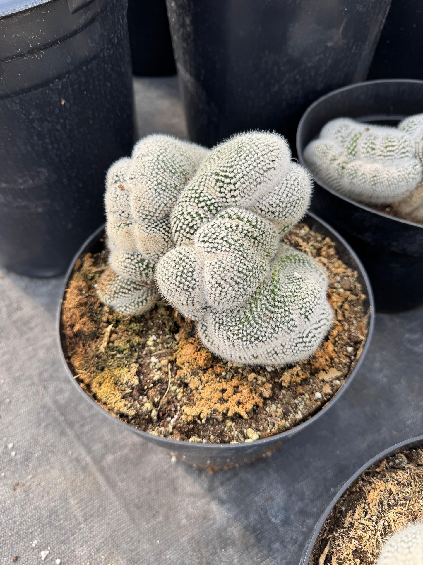 Mammillaria geminispina 8”