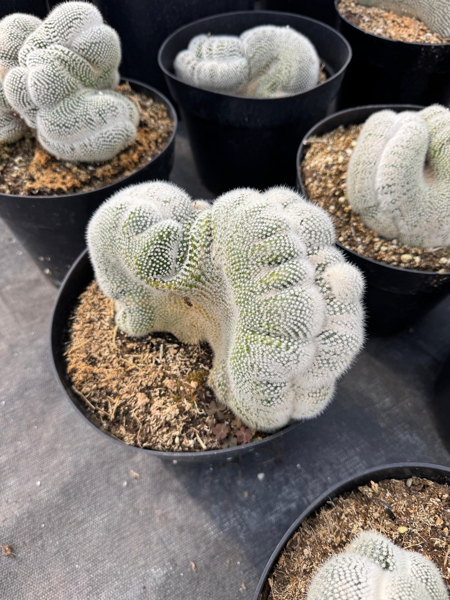 Mammillaria geminispina 8”