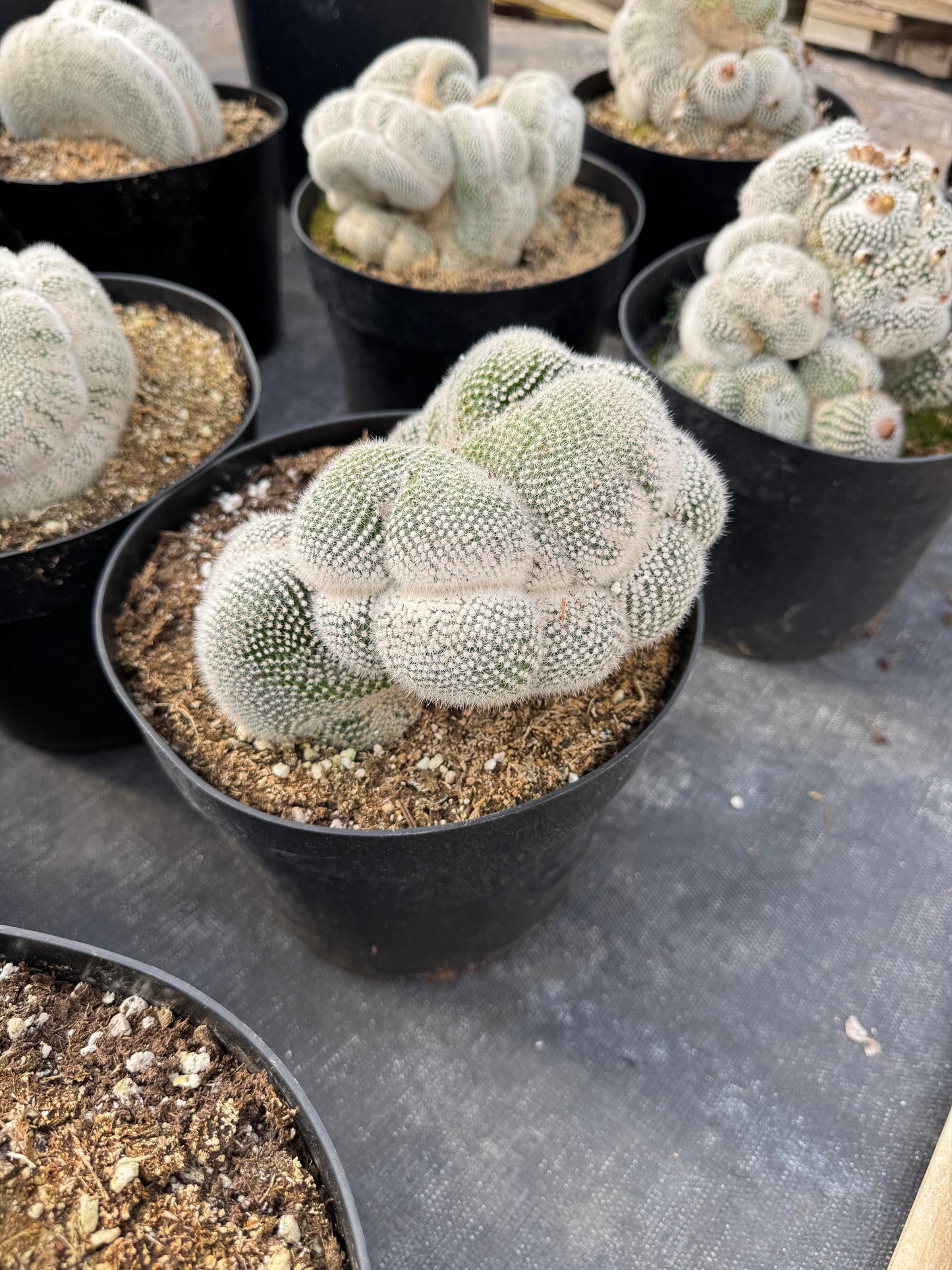 Mammillaria geminispina 8”