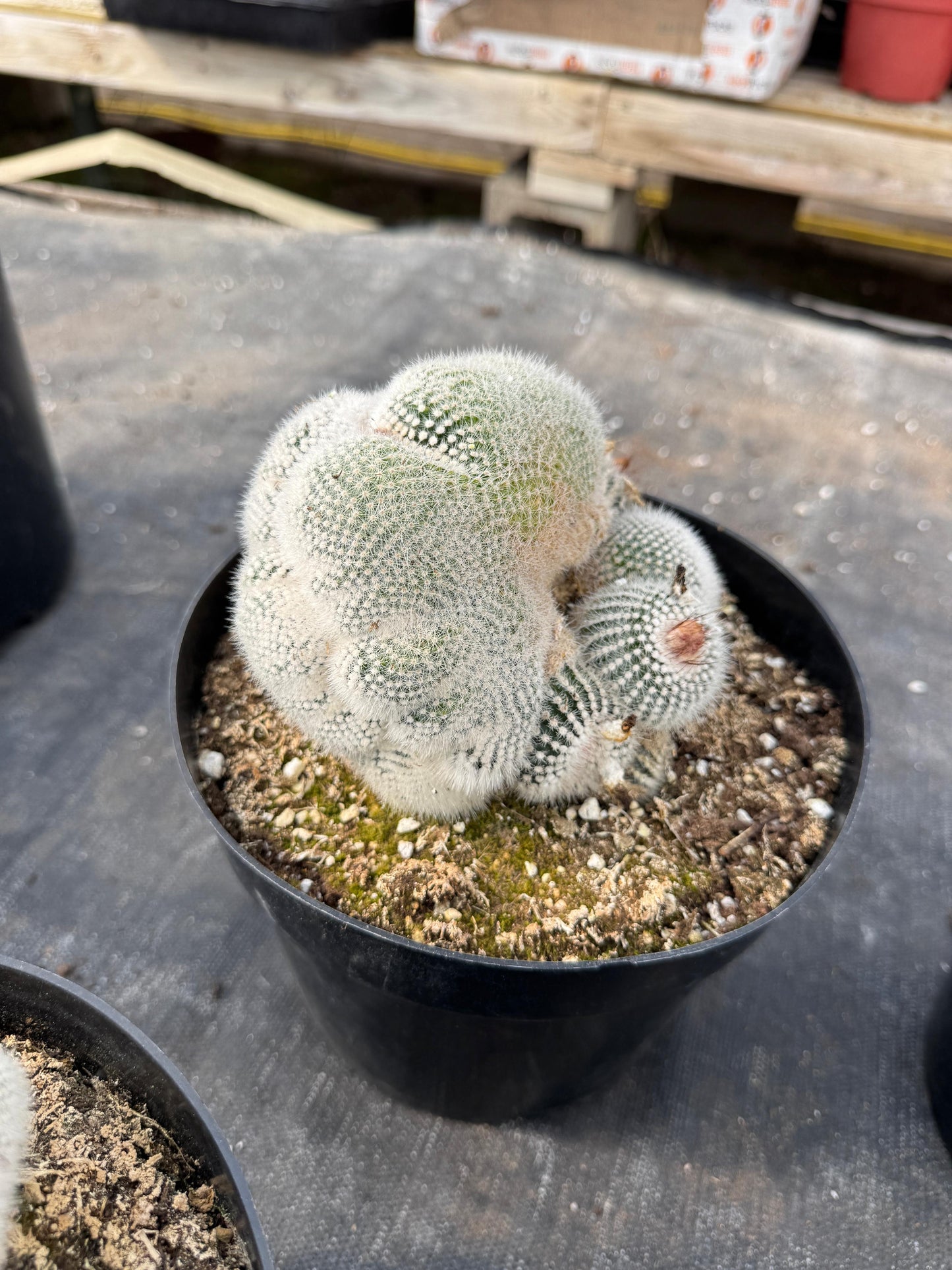 Mammillaria geminispina 8”