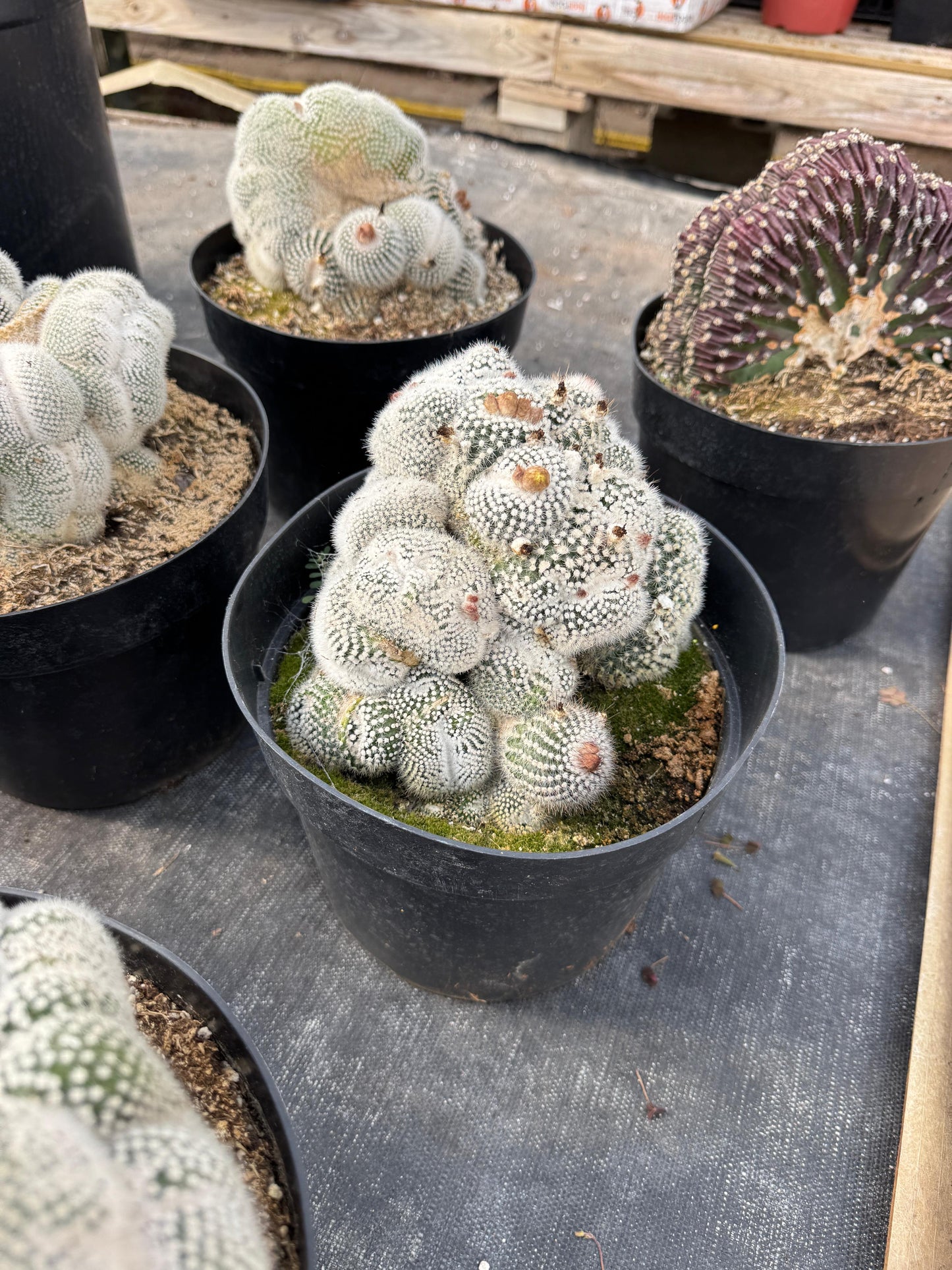 Mammillaria geminispina 8”