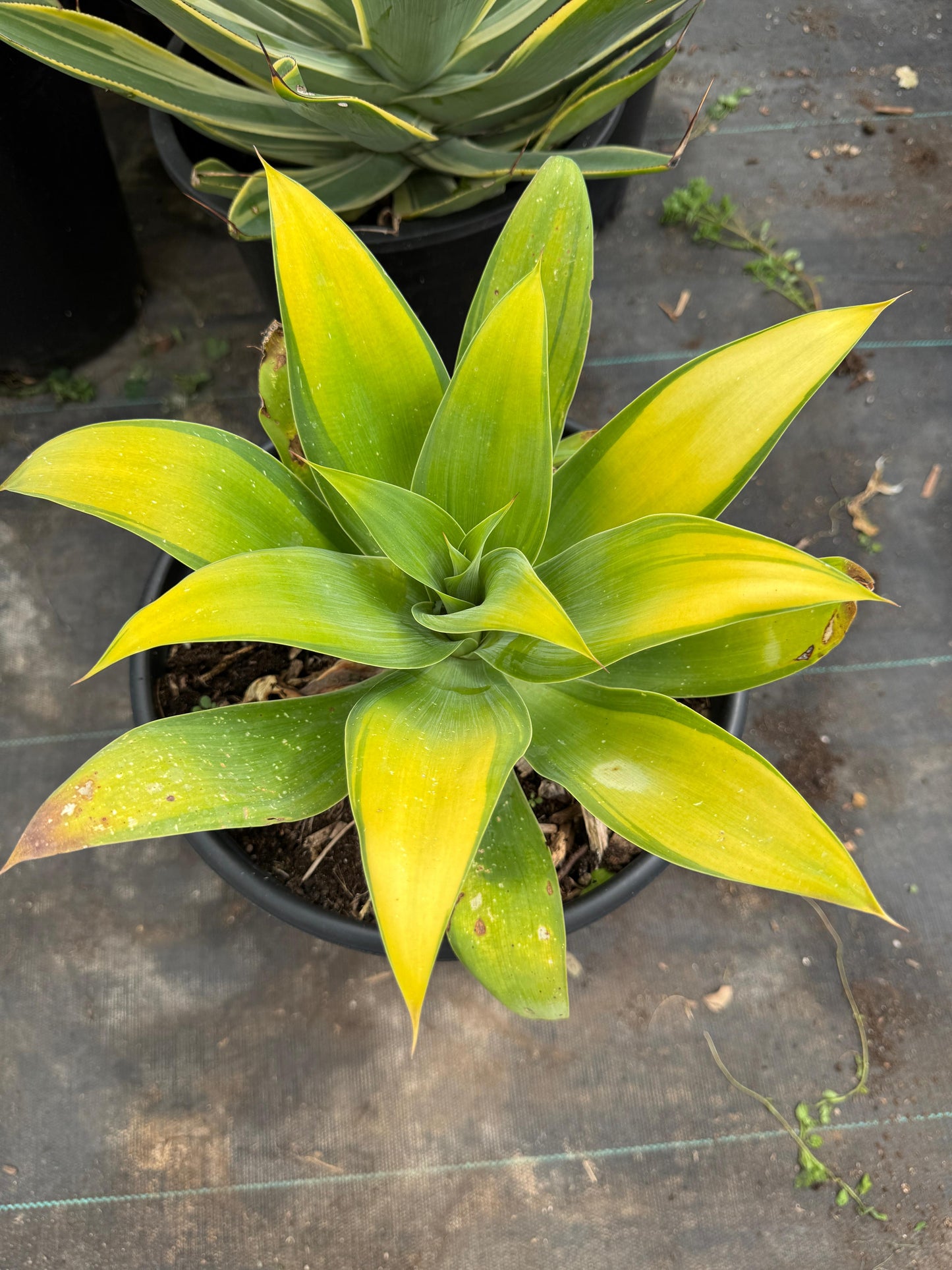 Agave Attenuata ‘kara’s stripe