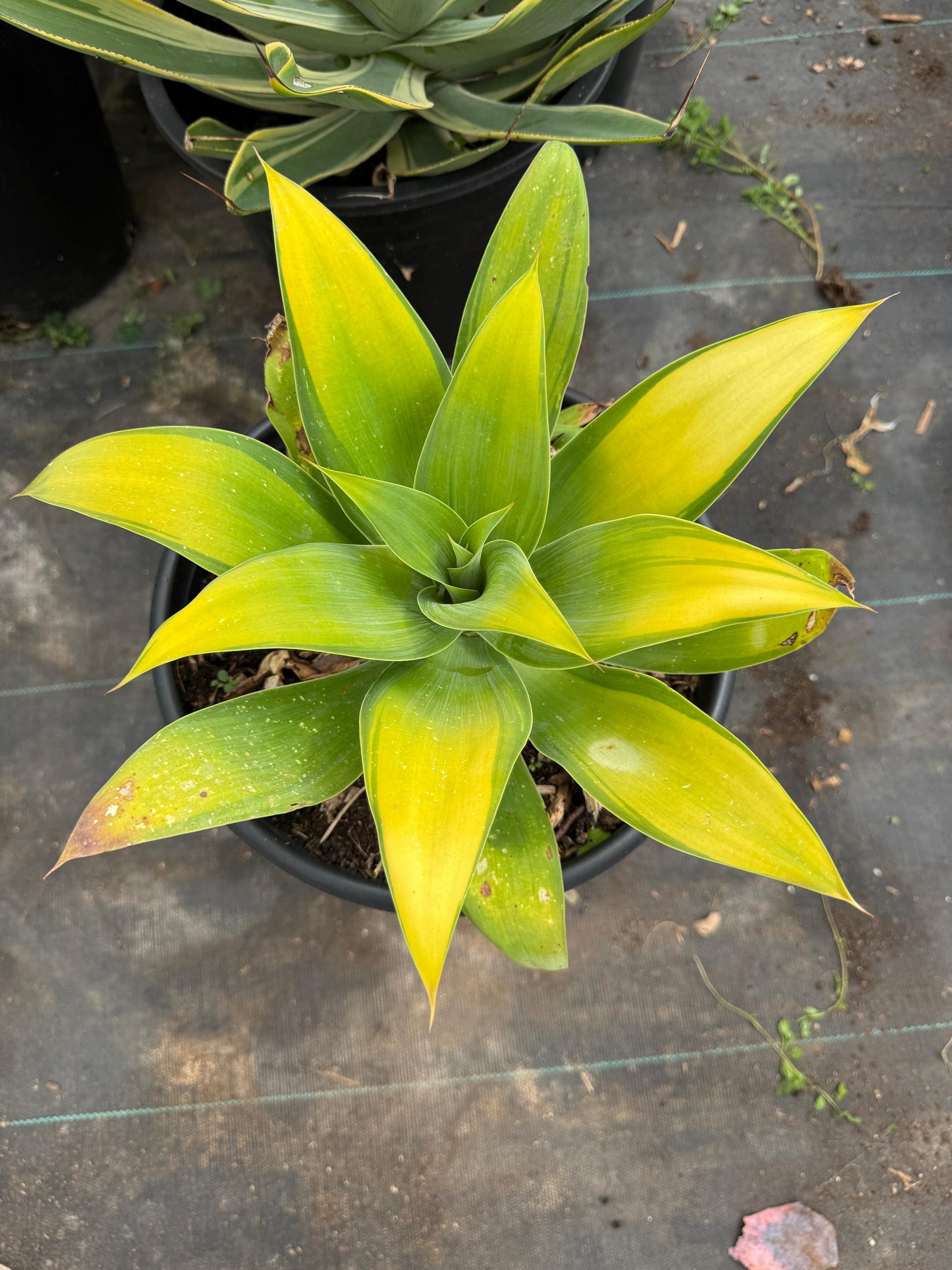 Agave Attenuata ‘kara’s stripe