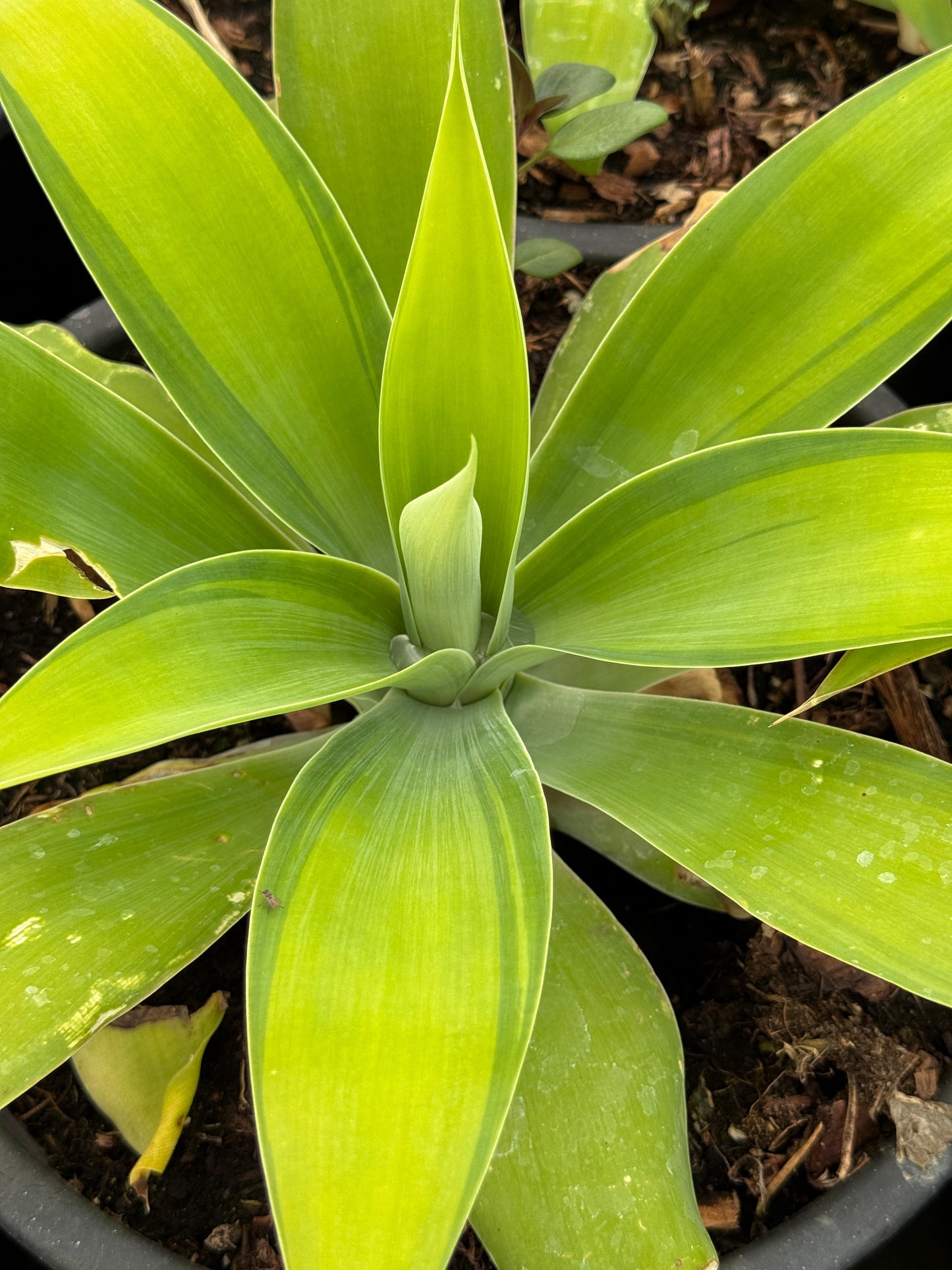 Agave Attenuata ‘kara’s stripe