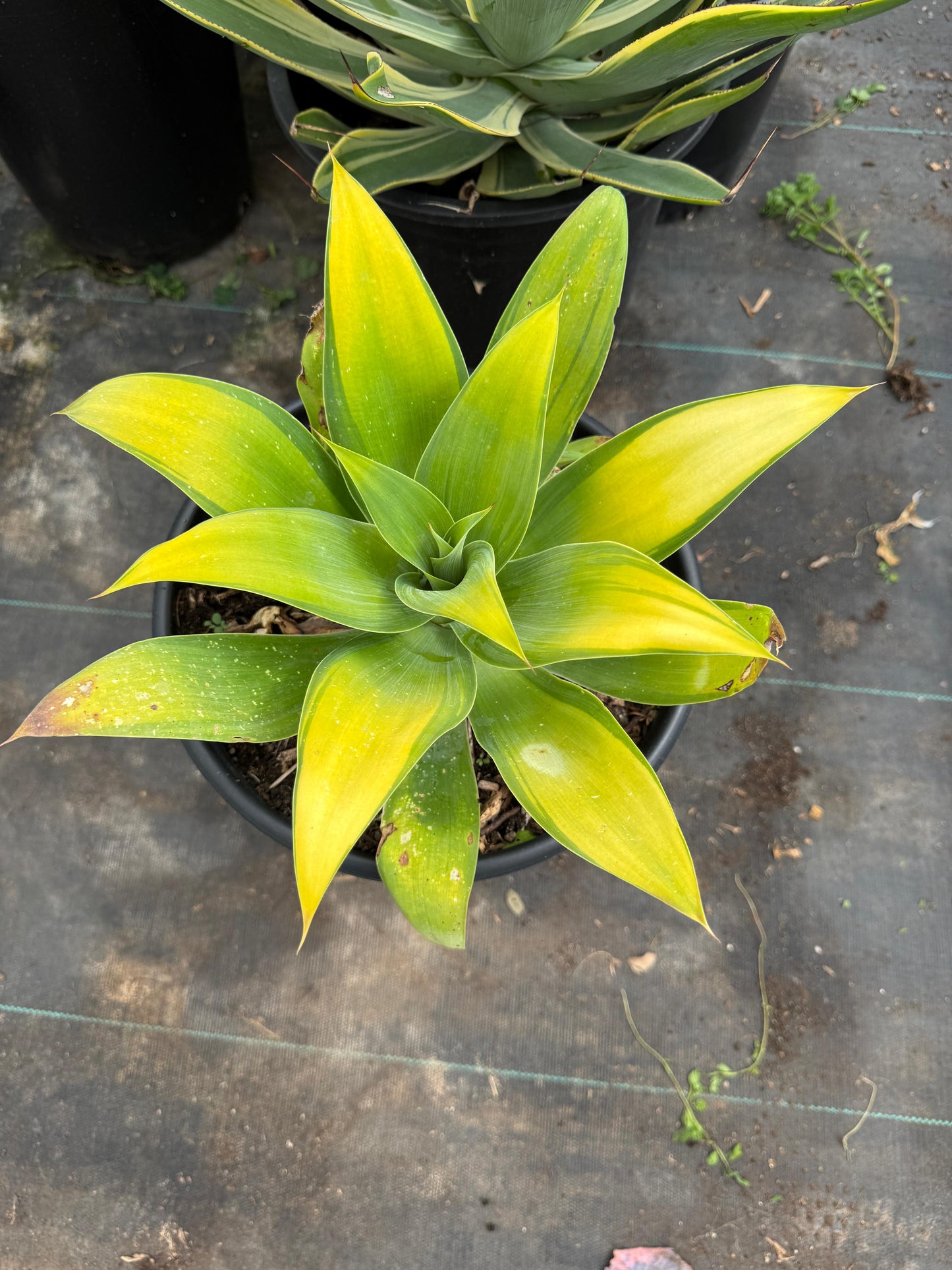 Agave Attenuata ‘kara’s stripe