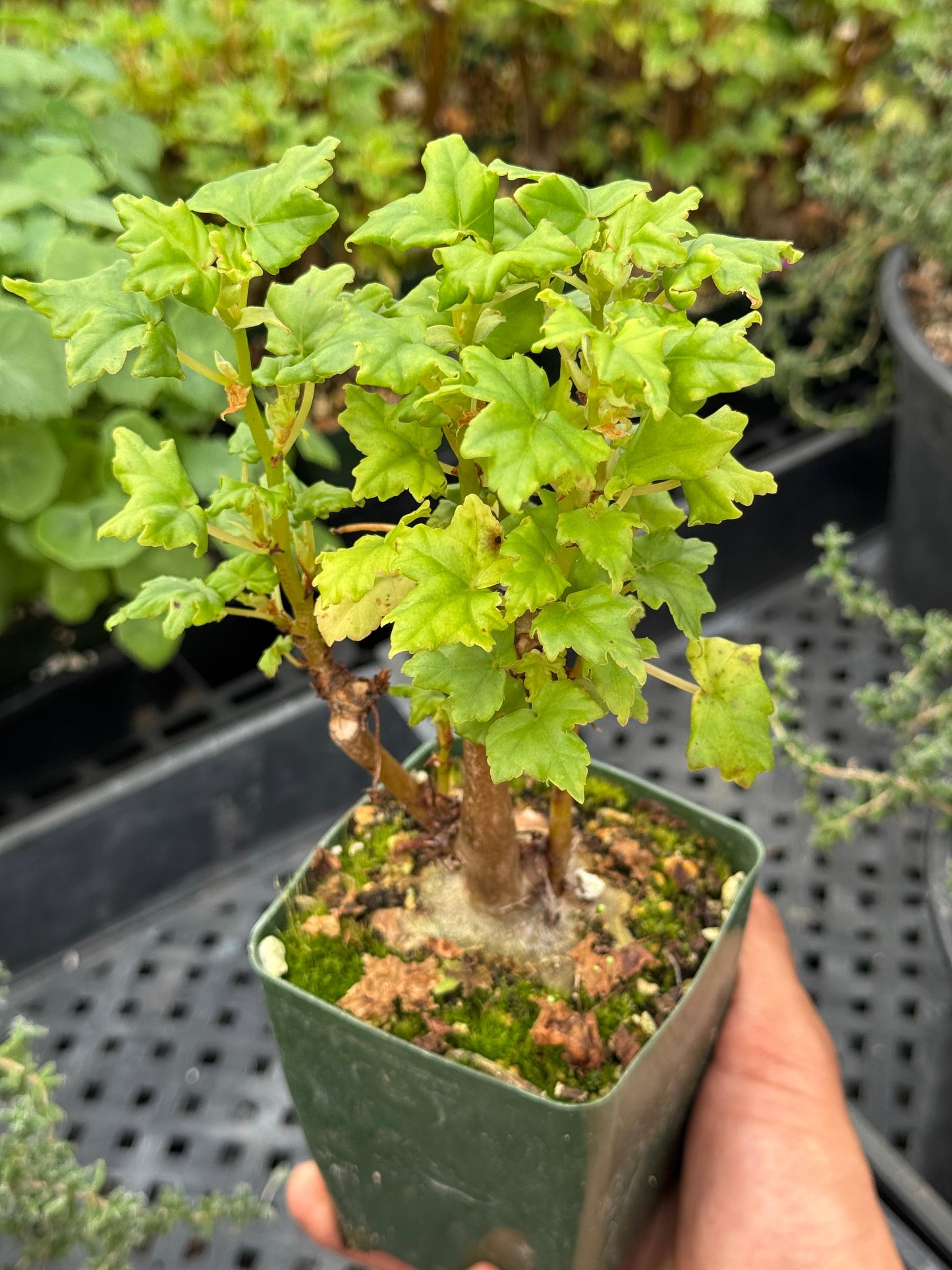 Begonia Dregei