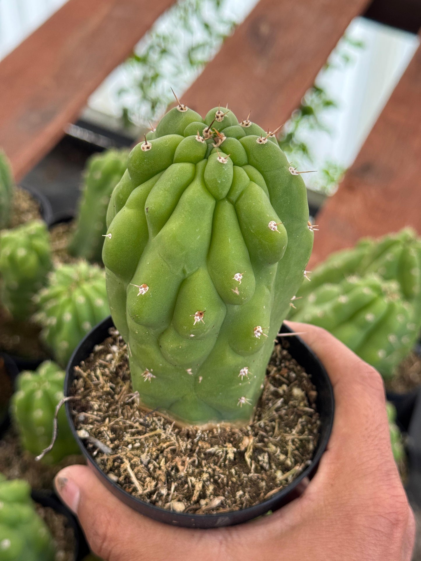 Trichocereus pachanoi f. Mounstruosa