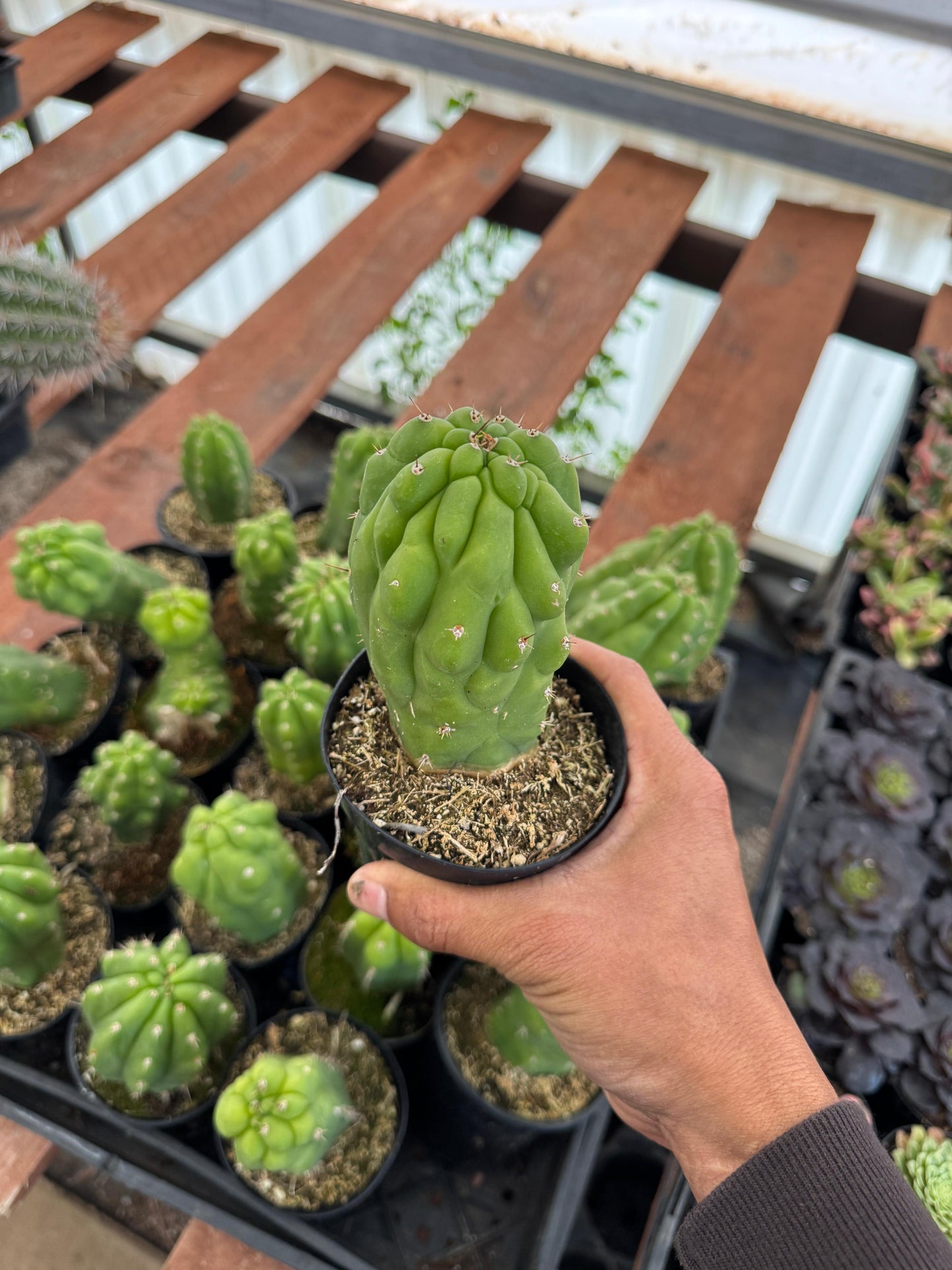 Trichocereus pachanoi f. Mounstruosa
