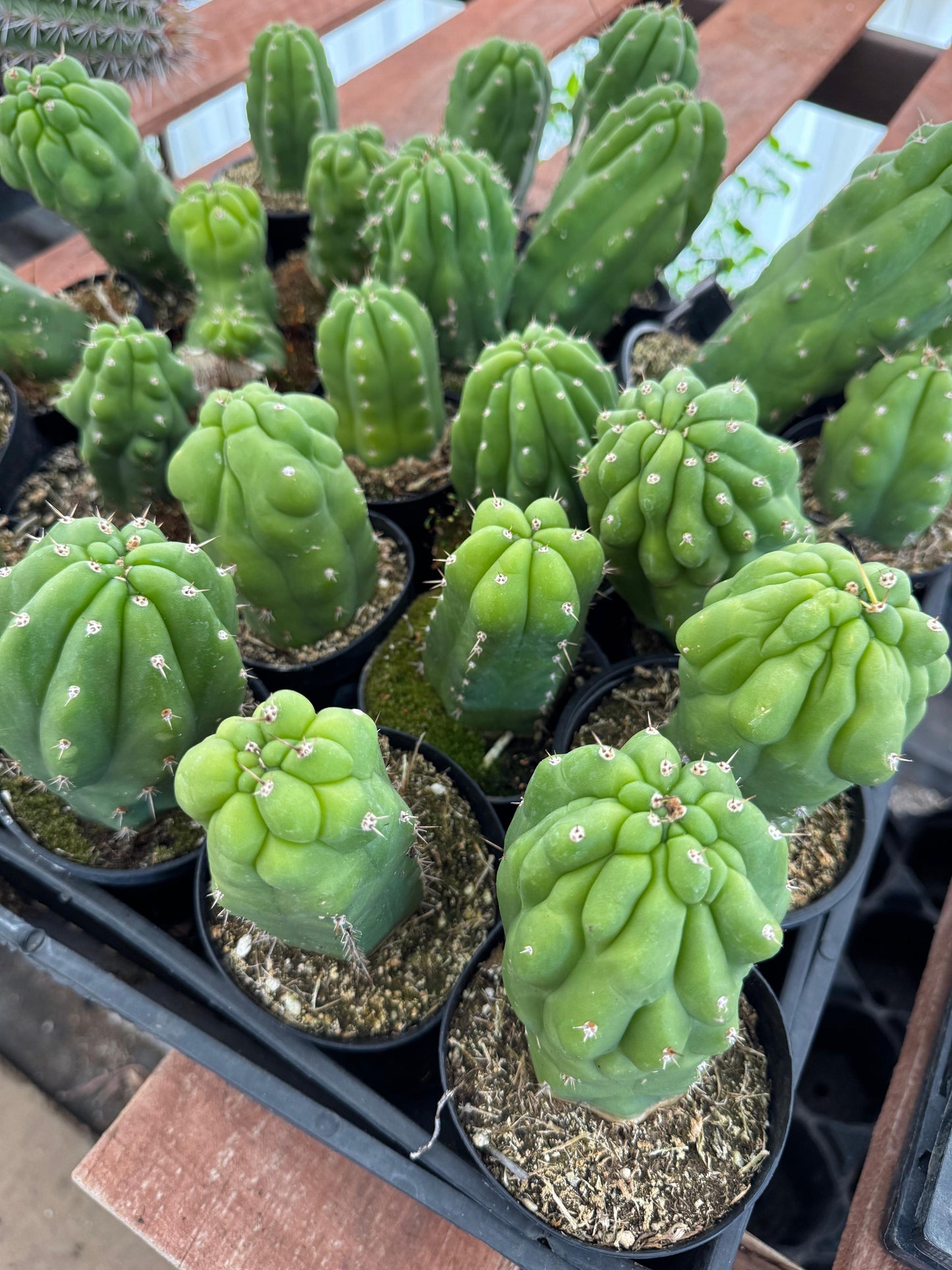 Trichocereus pachanoi f. Mounstruosa