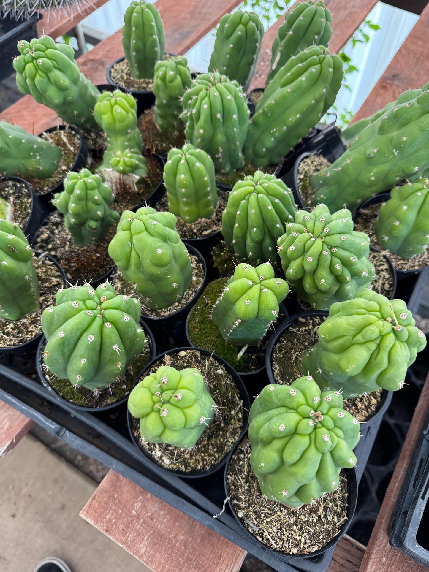 Trichocereus pachanoi f. Mounstruosa
