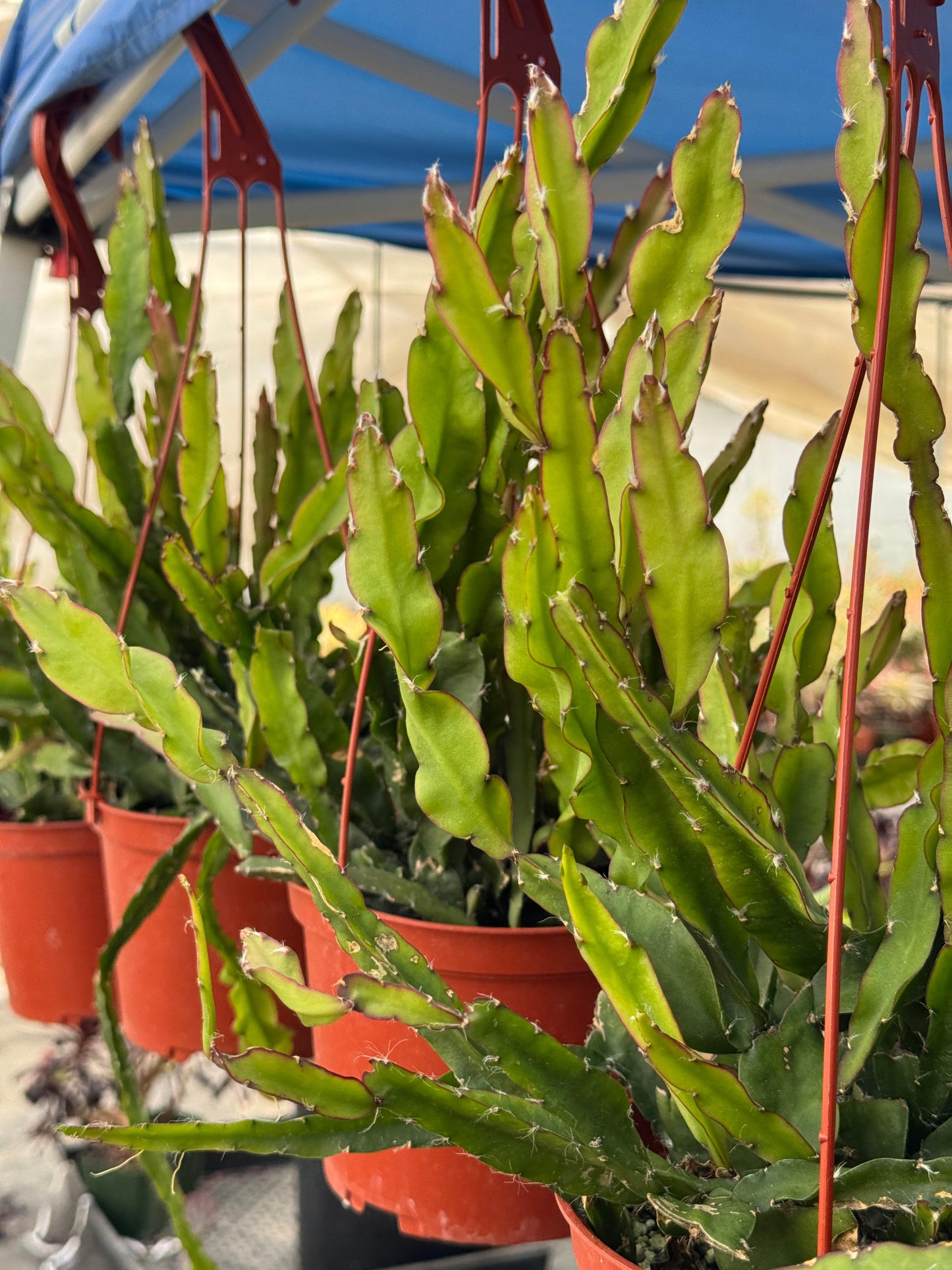 Lepismium cruciforme