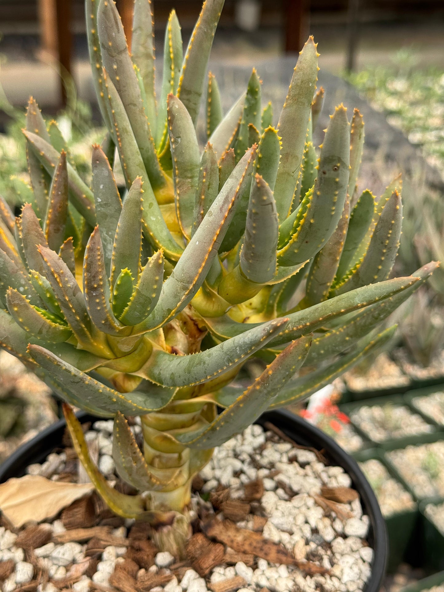 Aloe ramosissima