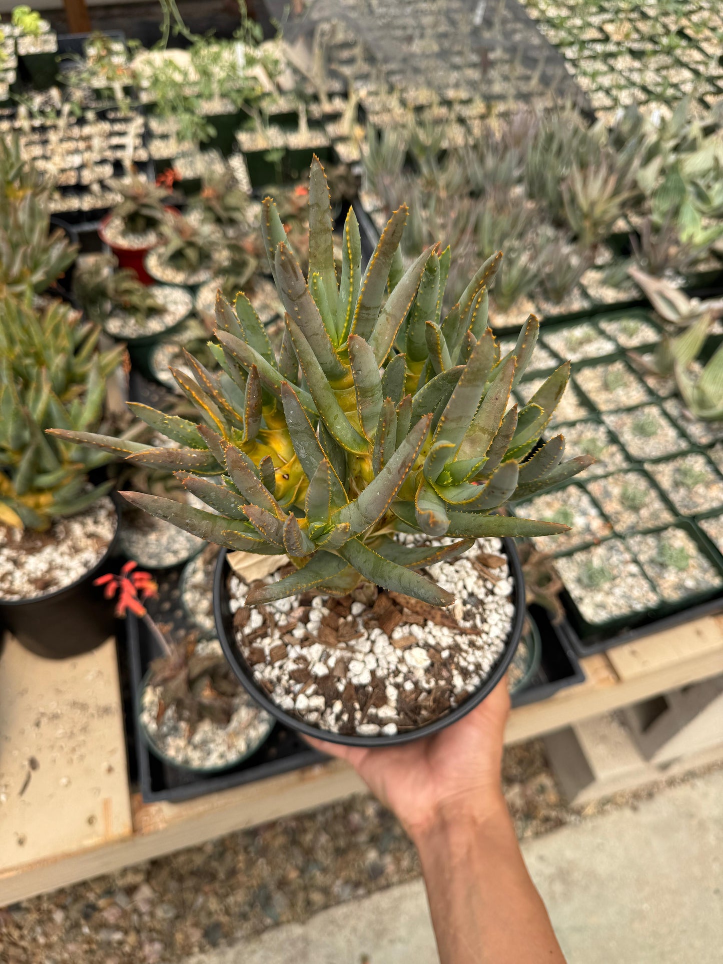 Aloe ramosissima